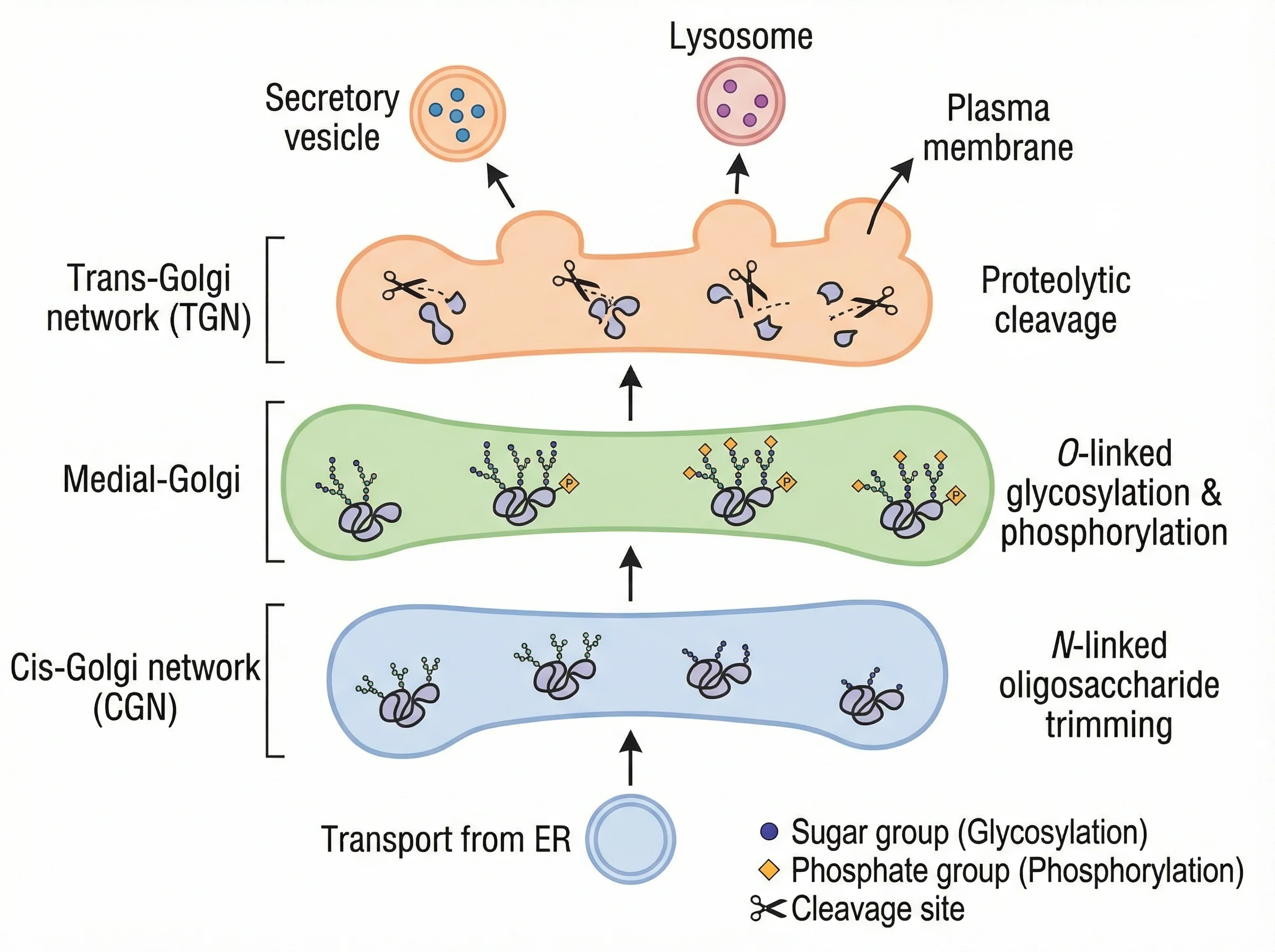Diagram illustrating protein modification and processing within the Golgi apparatus, showing glycosylation, phosphorylation, and proteolytic cleavage occurring at different cisternae levels. Molecular annotations indicate how proteins are modified as they move from cis to trans.