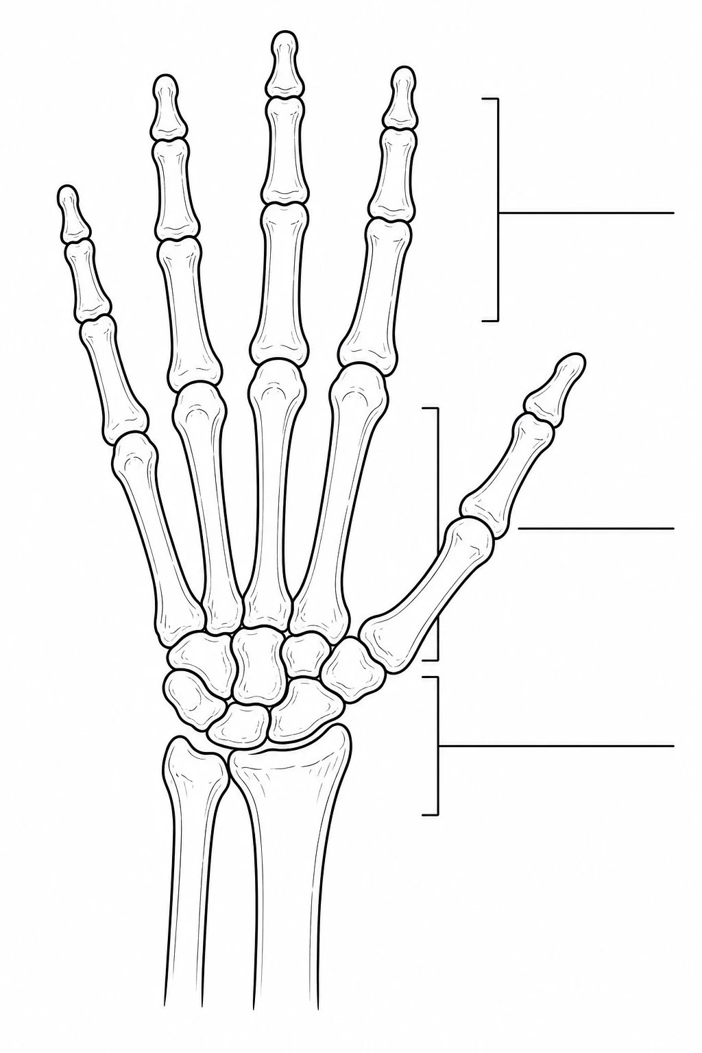 Blank hand skeleton labeling worksheet with empty callout lines