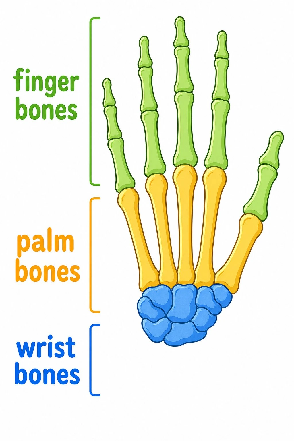 Simple hand bones diagram with large labels for wrist palm and finger bones