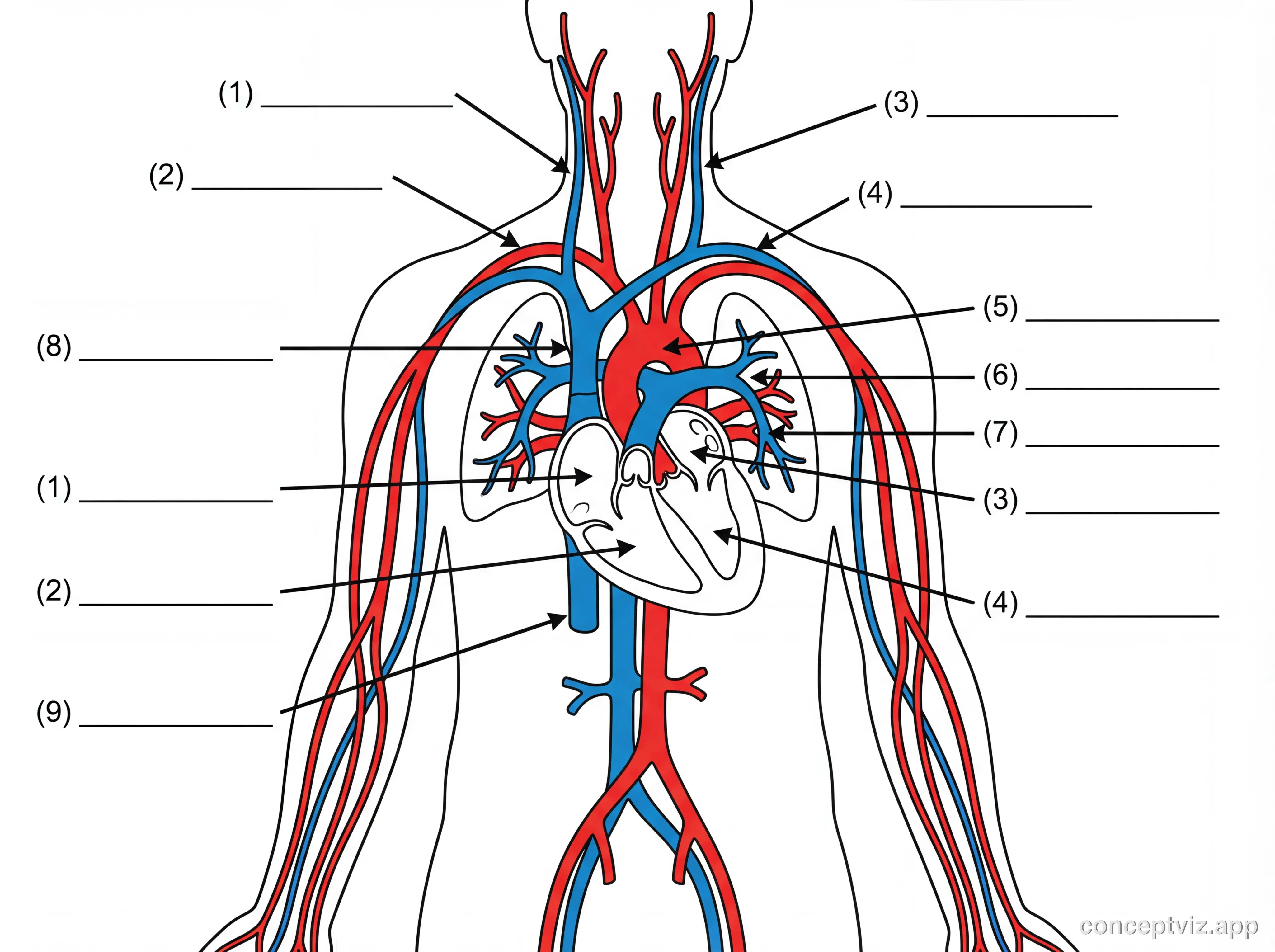 Black and white circulatory system diagram without labels showing heart, arteries, veins, and capillaries with numbered blank lines for student worksheets.