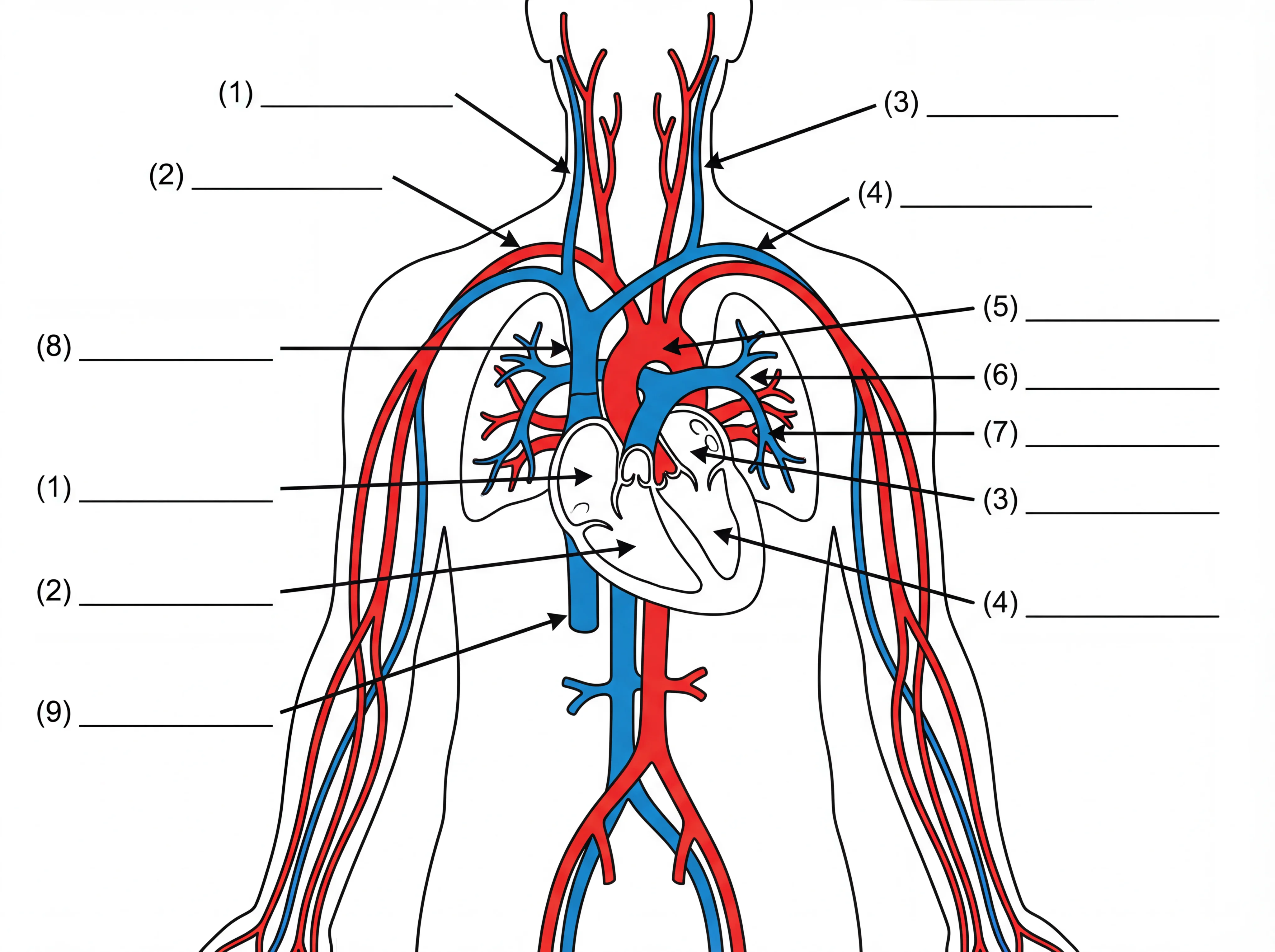 Black and white circulatory system diagram without labels showing heart, arteries, veins, and capillaries with numbered blank lines for student worksheets.