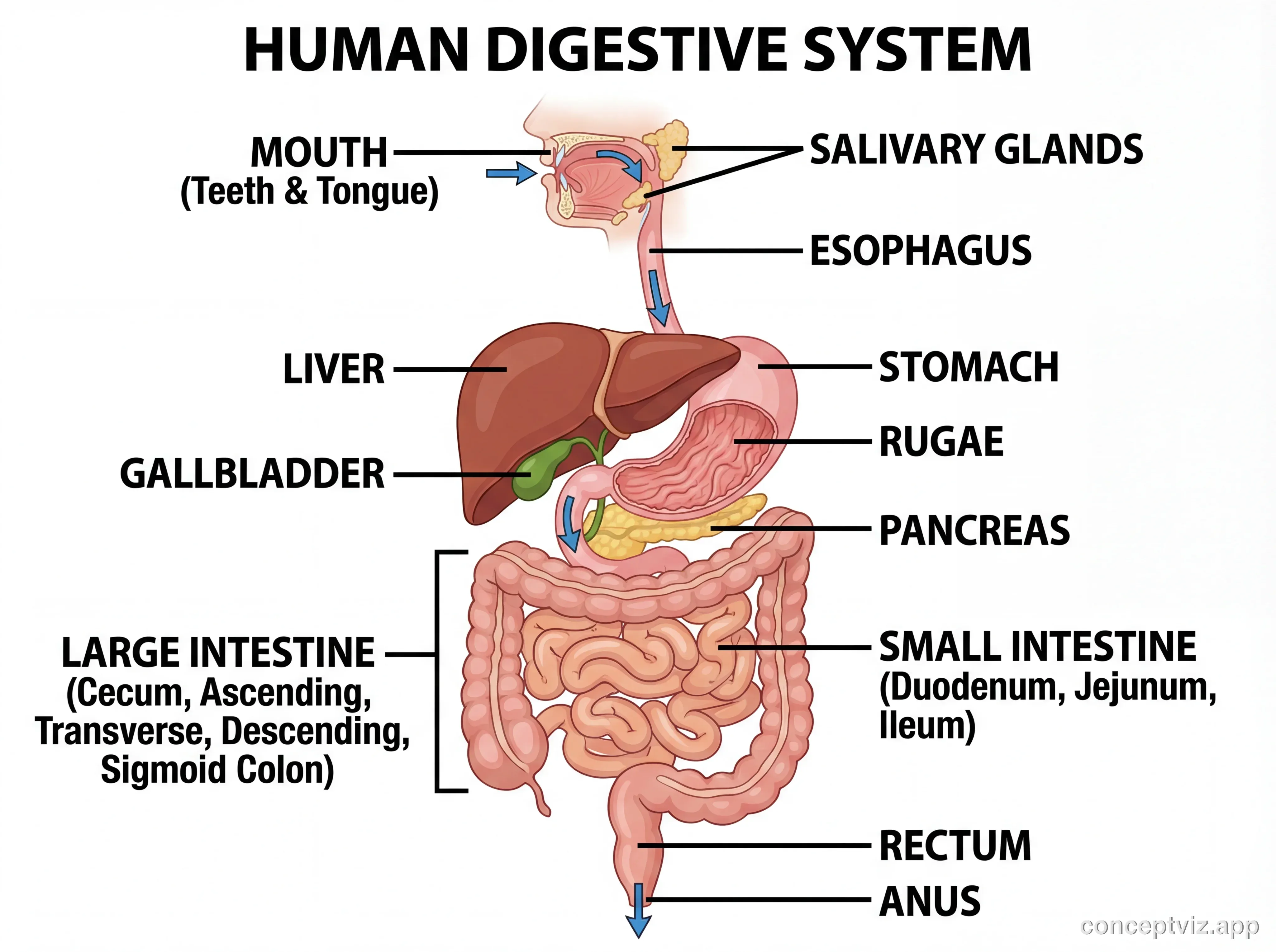 Detailed digestive system diagram showing mouth, esophagus, stomach, small intestine, large intestine, liver, pancreas, and gallbladder with anatomical labels.