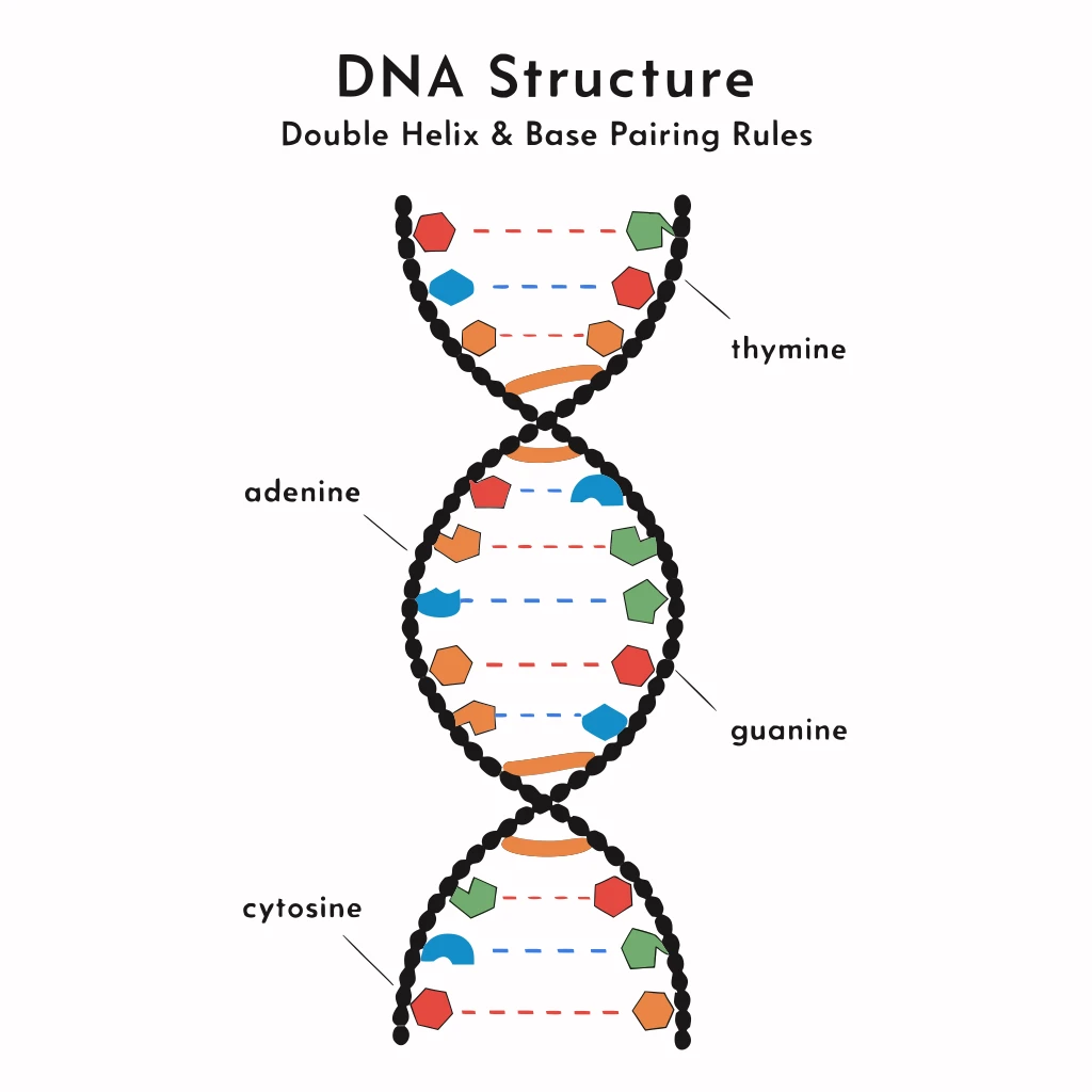 Double Hélice de l'ADN before conversion