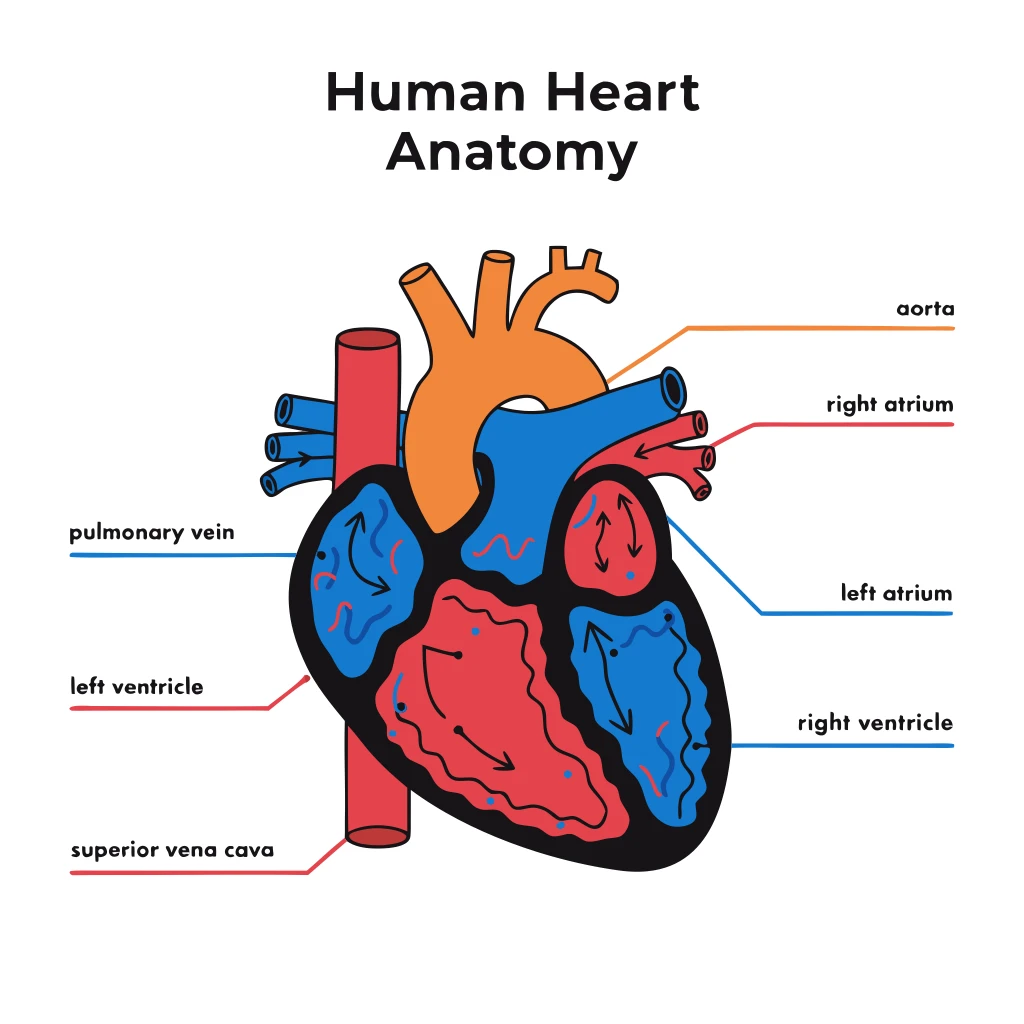 Anatomie du Coeur Humain before conversion