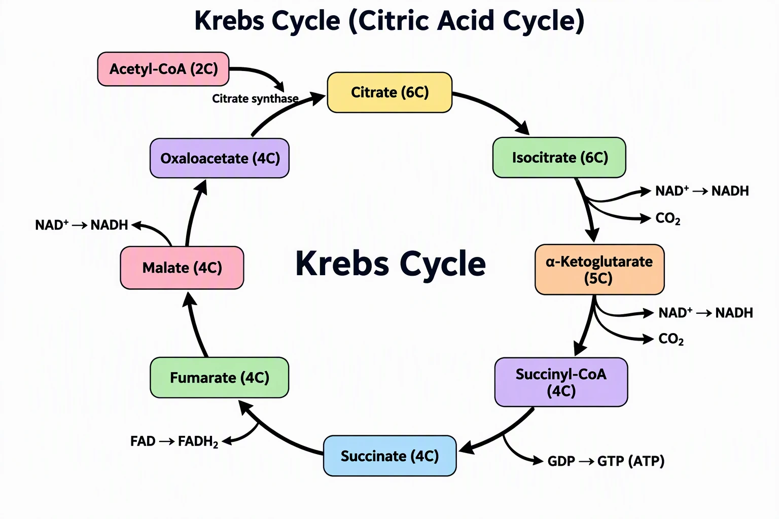 Krebs cycle biochemical pathway diagram showing the cyclic metabolic reactions in mitochondria