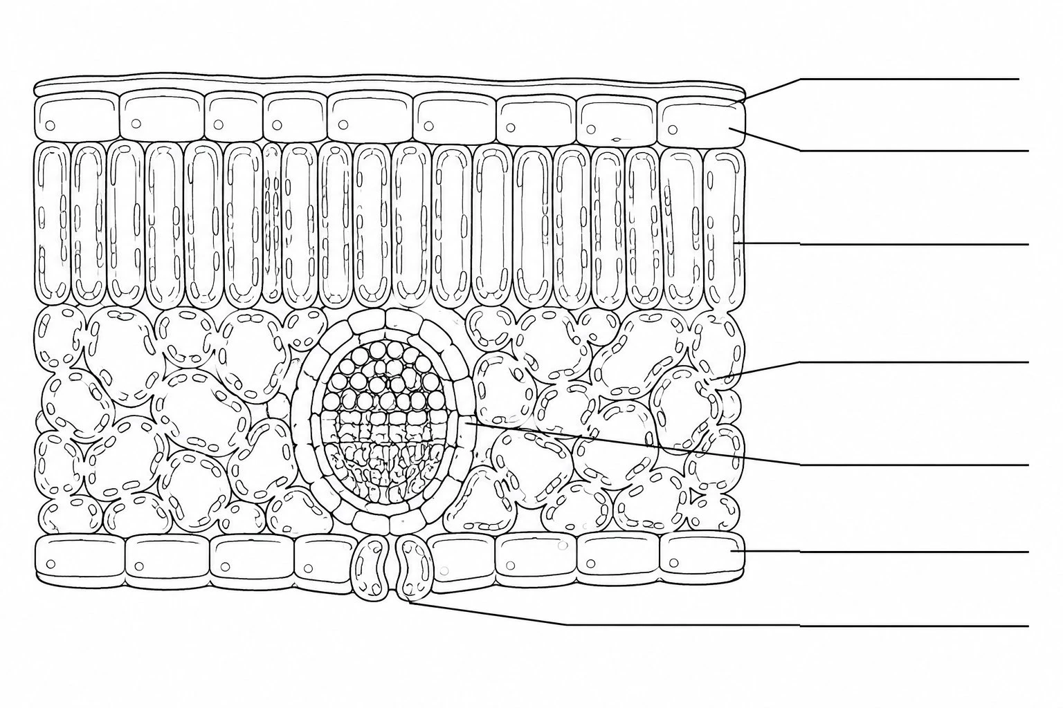 Blank unlabeled leaf cross-section worksheet with empty callout lines for students to fill in the tissue layer names