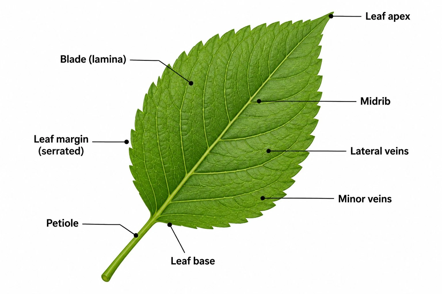 Labeled diagram of the external parts of a leaf showing the blade, petiole, midrib, veins, leaf margin, leaf apex, and leaf base