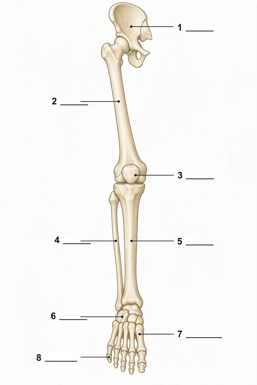 Blank right lower-limb skeleton worksheet with numbers 1 to 8 and blank lines and no word labels