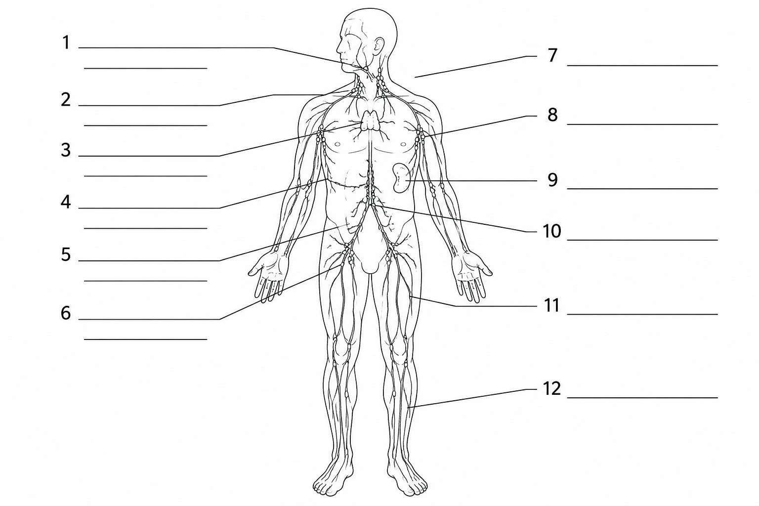 Unlabeled lymphatic system diagram with numbered blank lines for students to fill in as a quiz or worksheet