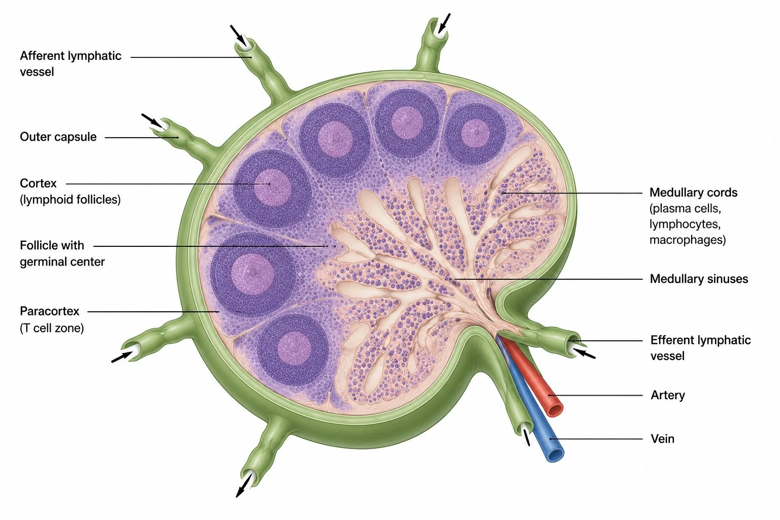 Cross-section diagram of a lymph node showing the capsule, cortex with follicles, paracortex, medulla, afferent and efferent vessels