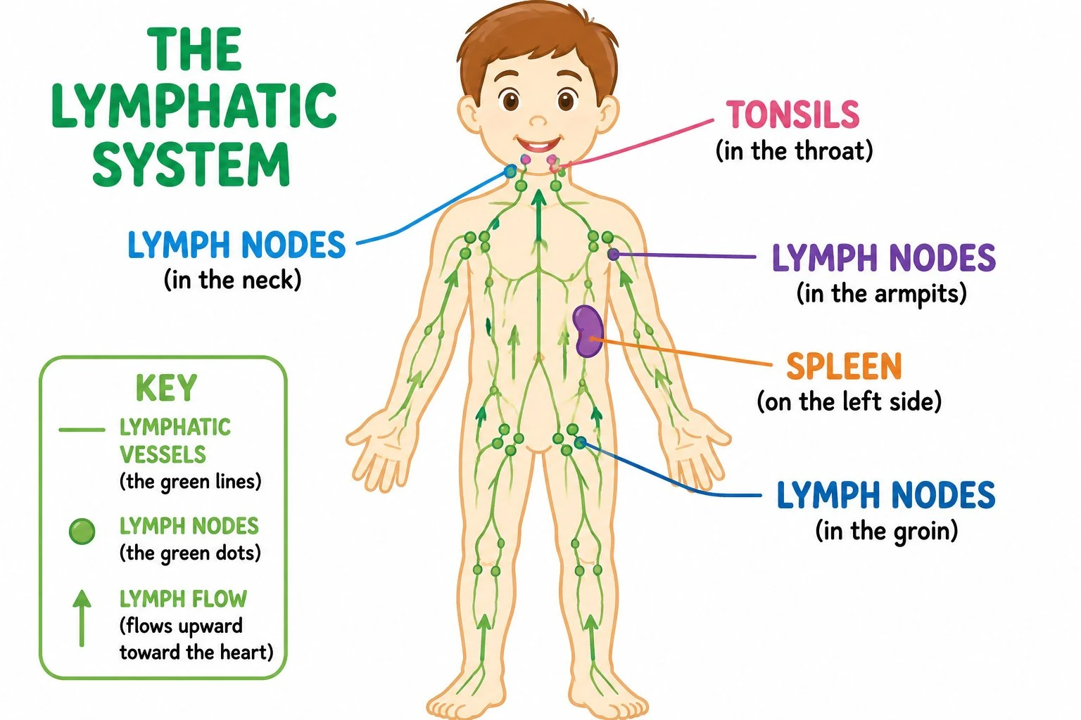 Simple labeled lymphatic system diagram for kids showing lymph node clusters, tonsils, and spleen with large clear labels