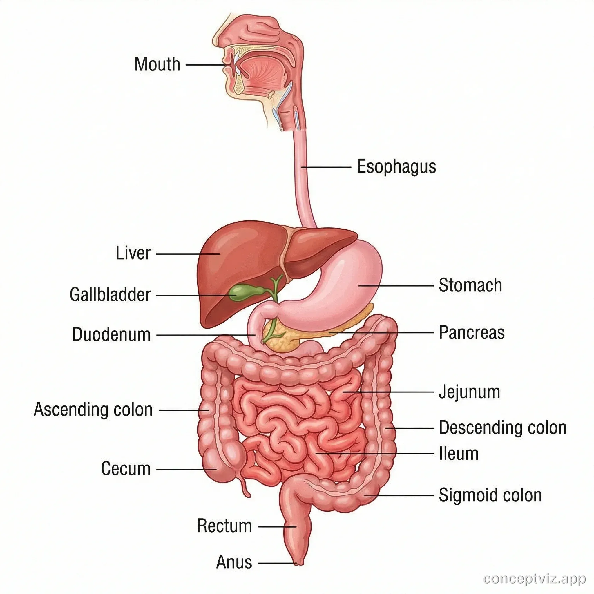 Complete human digestive system illustration from mouth to intestines