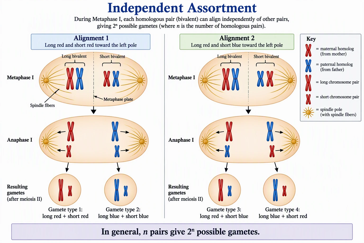 Diagram of independent assortment at Metaphase I showing two possible chromosome arrangements producing four gamete combinations