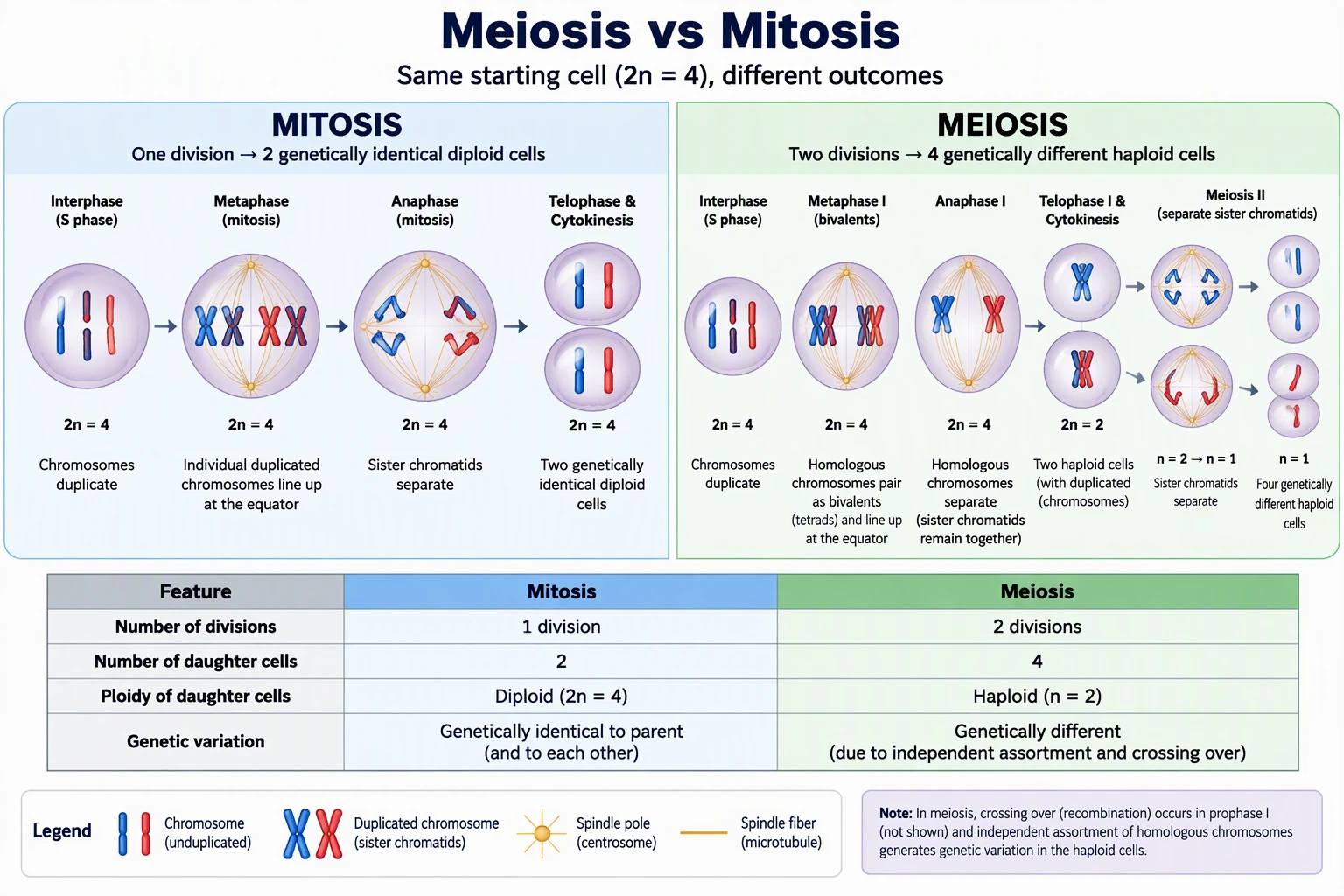 Side-by-side comparison of meiosis and mitosis showing one division producing two diploid cells versus two divisions producing four haploid cells