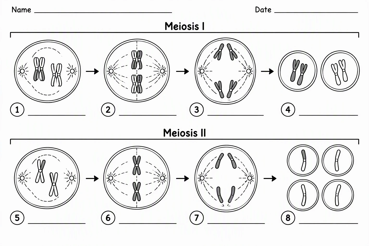 Black and white unlabeled meiosis worksheet with numbered blank lines pointing to each stage for students to fill in