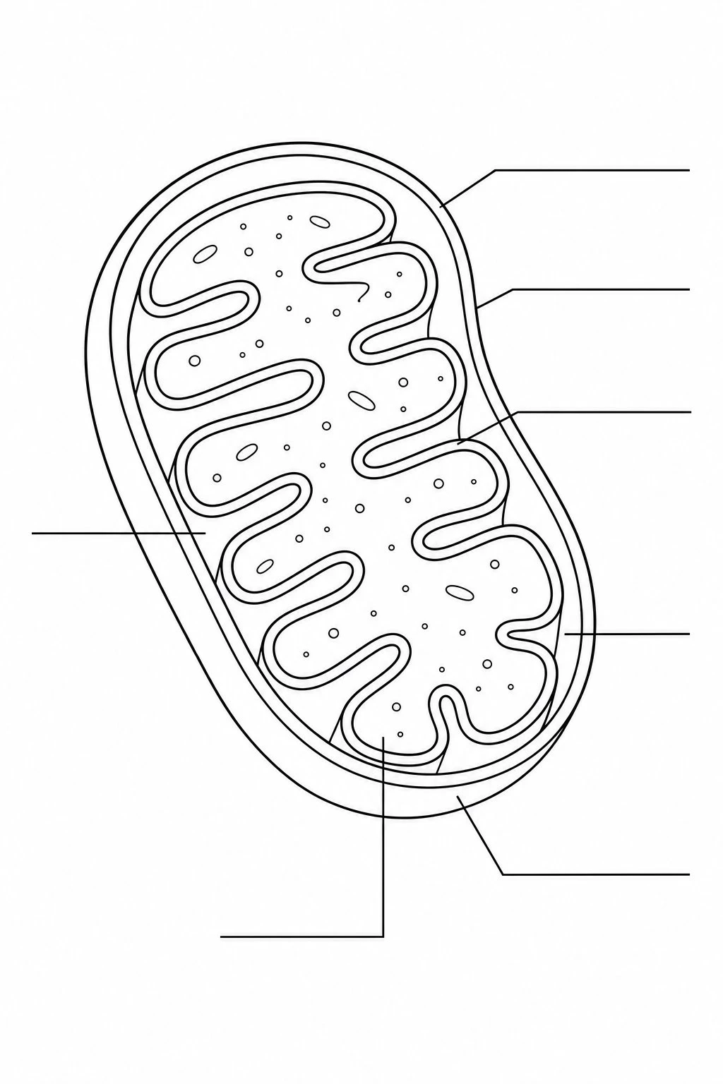 Blank mitochondria labeling worksheet with empty callout lines
