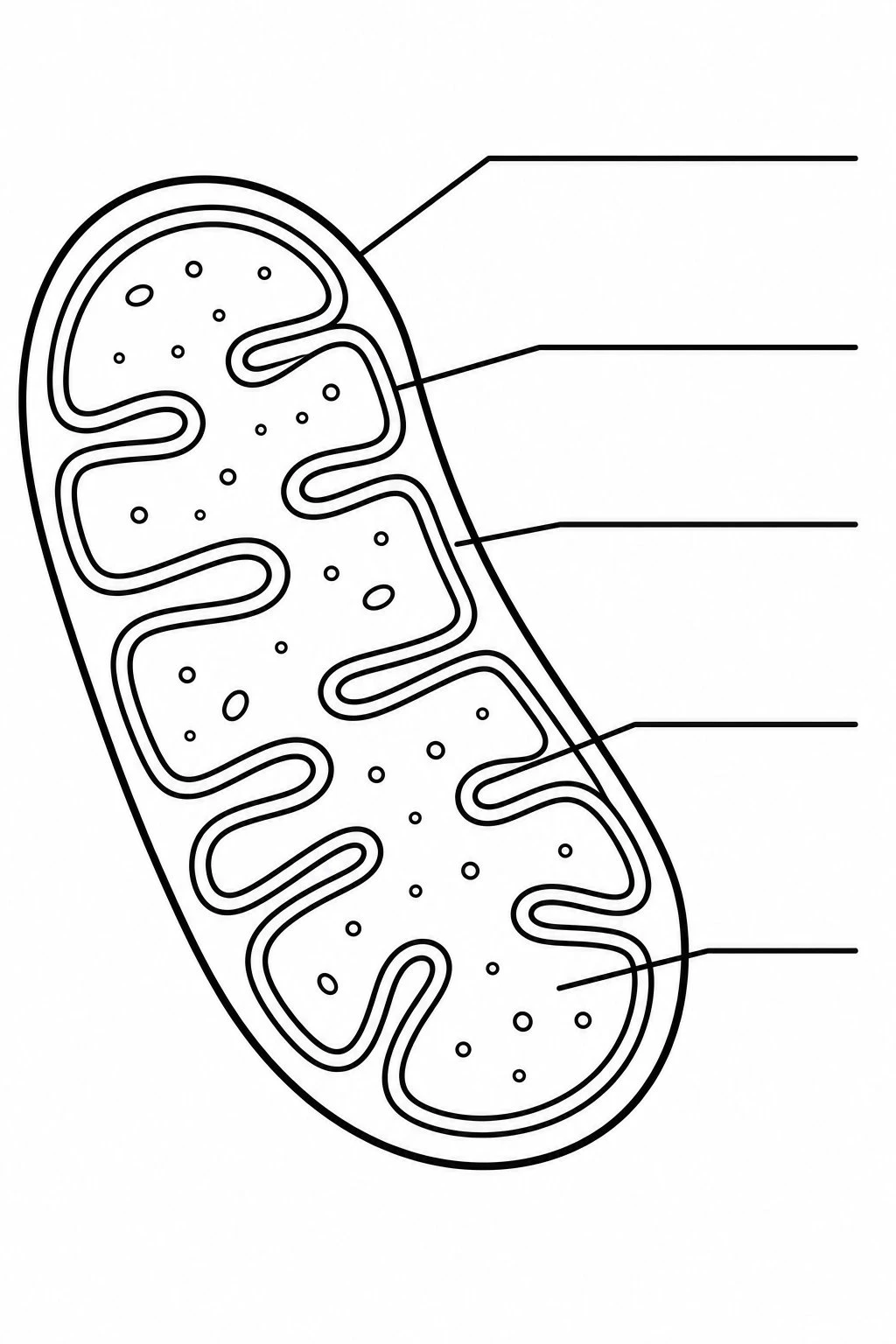 Black-and-white mitochondria coloring page with blank label lines