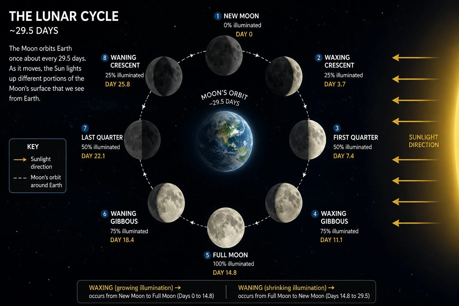 Circular lunar cycle diagram showing the 8 moon phases arranged around a ring over about 29.5 days, waxing on one side and waning on the other, each labeled