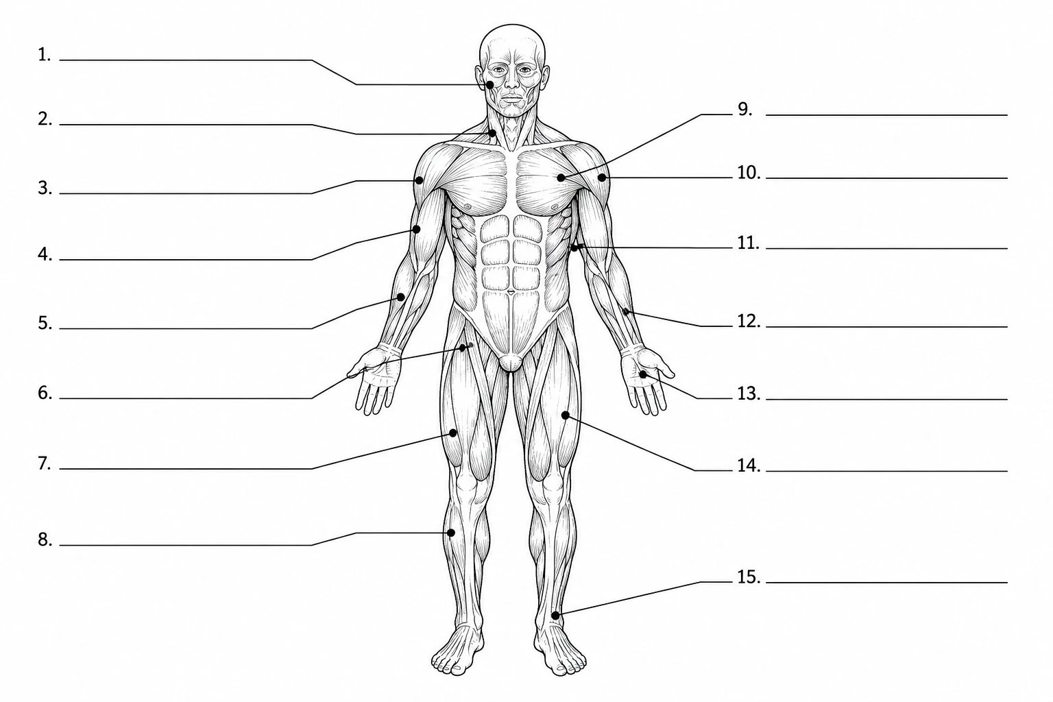 Blank unlabeled human muscular system worksheet with numbered blank lines pointing to major muscles, black and white line art suitable for printing