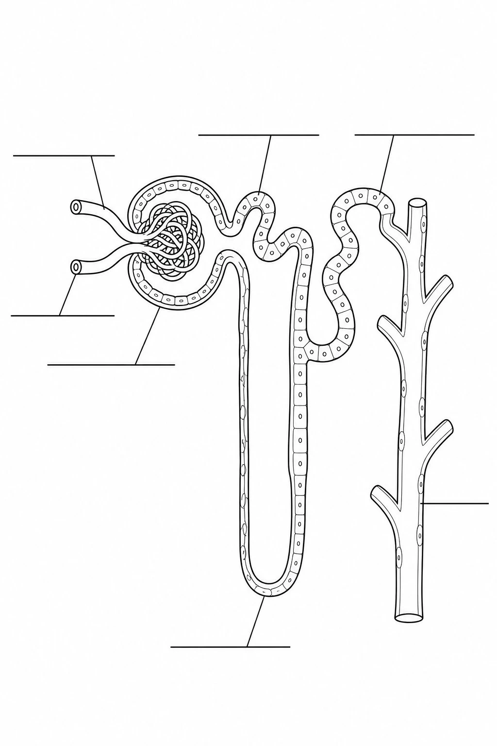 Unlabeled nephron diagram with empty callout lines for students to fill in the parts