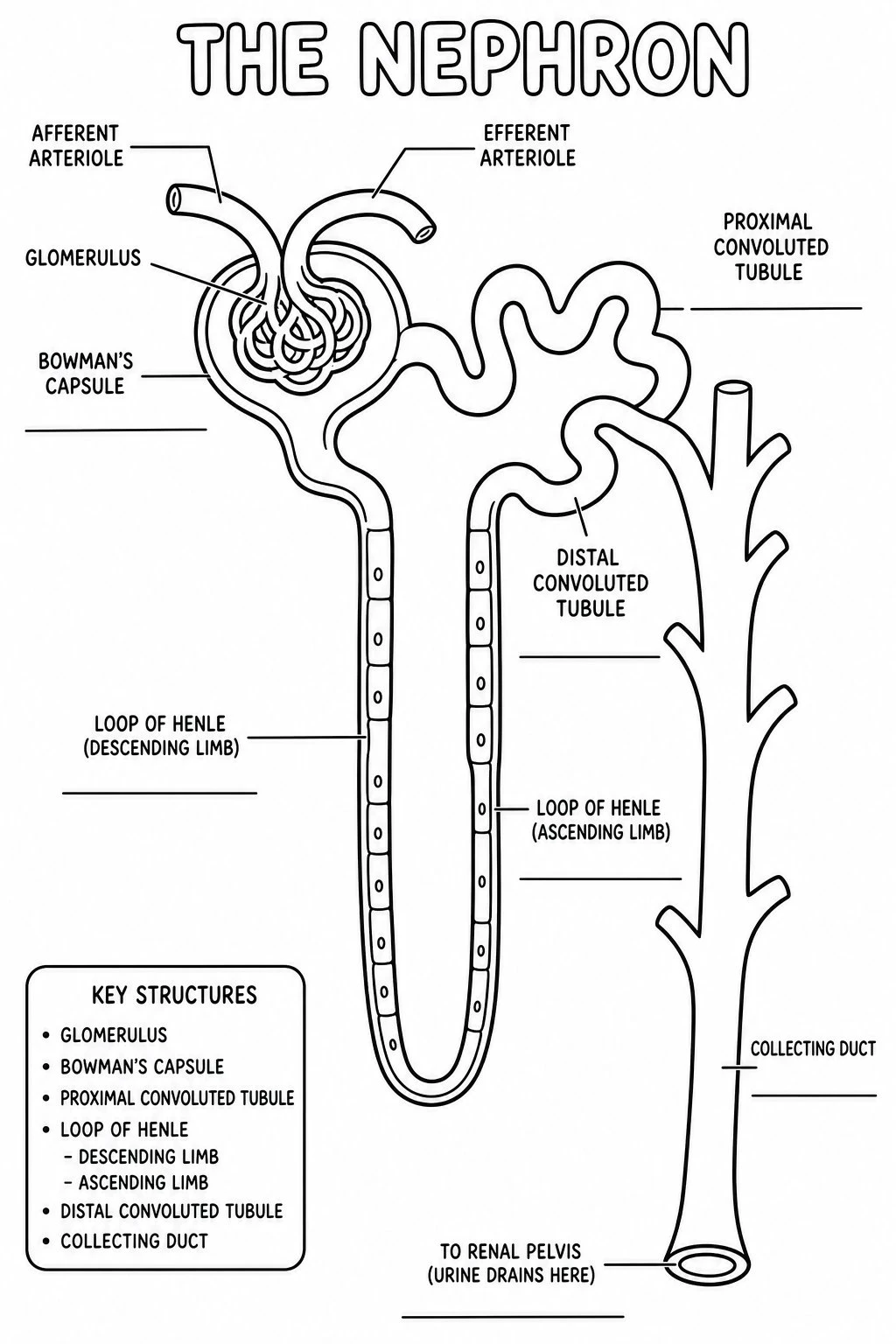 Black-and-white nephron coloring page with thick outlines and blank label lines for classroom printing