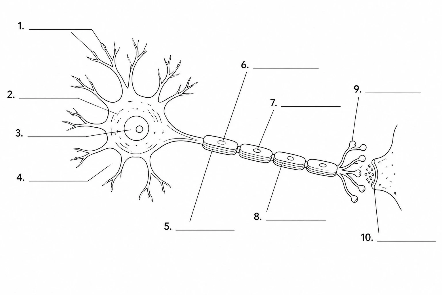 Blank neuron worksheet with leader lines and numbered blanks for students to label the parts of a neuron