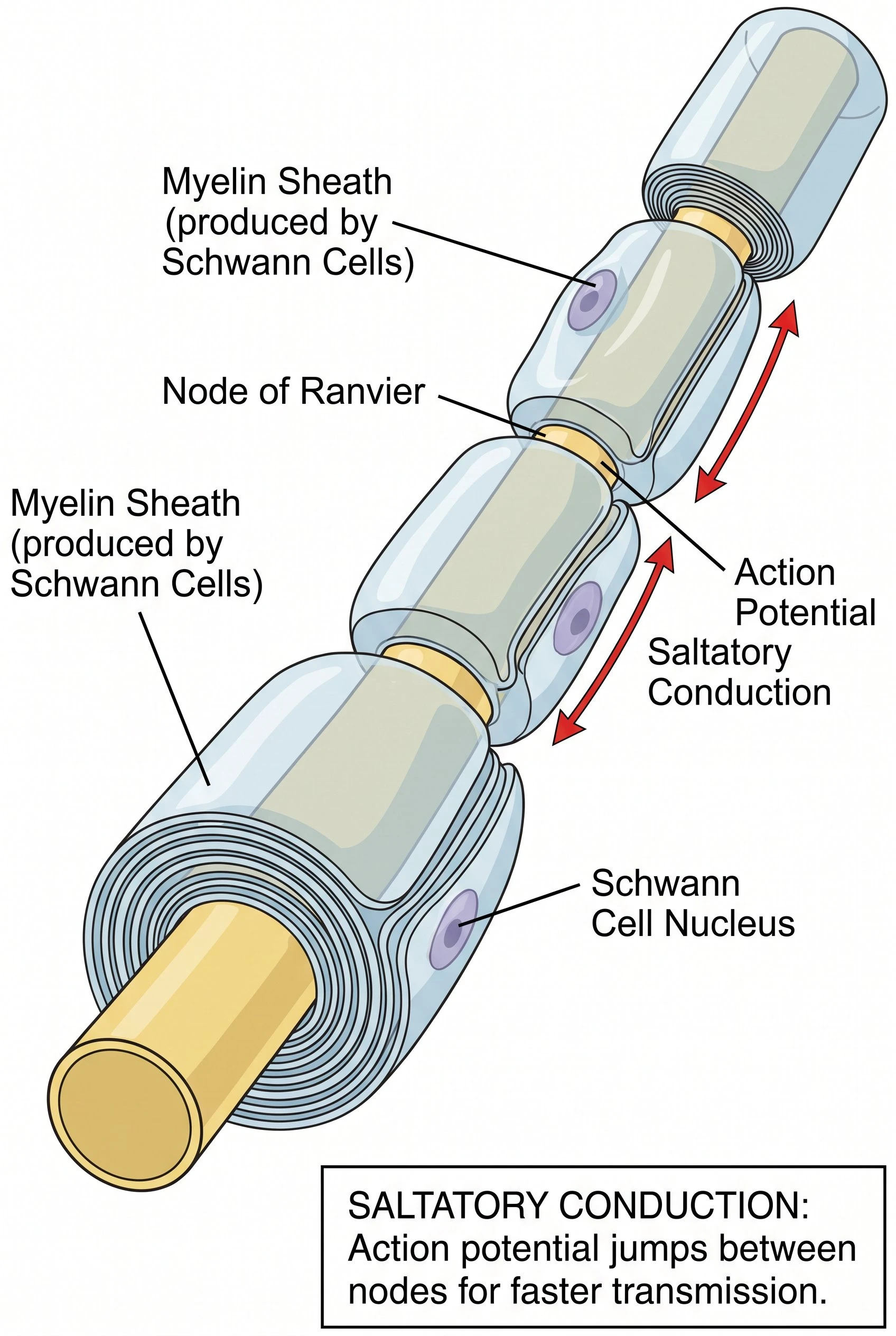 Detailed close-up diagram of the myelin sheath, Schwann cells, and nodes of Ranvier along a neuron axon