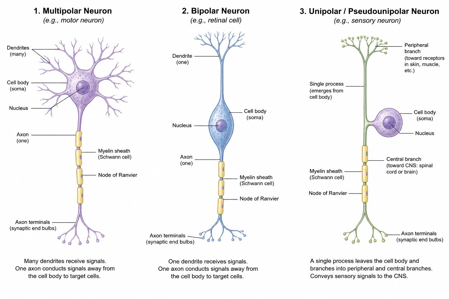 Side-by-side comparison of multipolar, bipolar, and unipolar neurons, each labeled with their structural differences