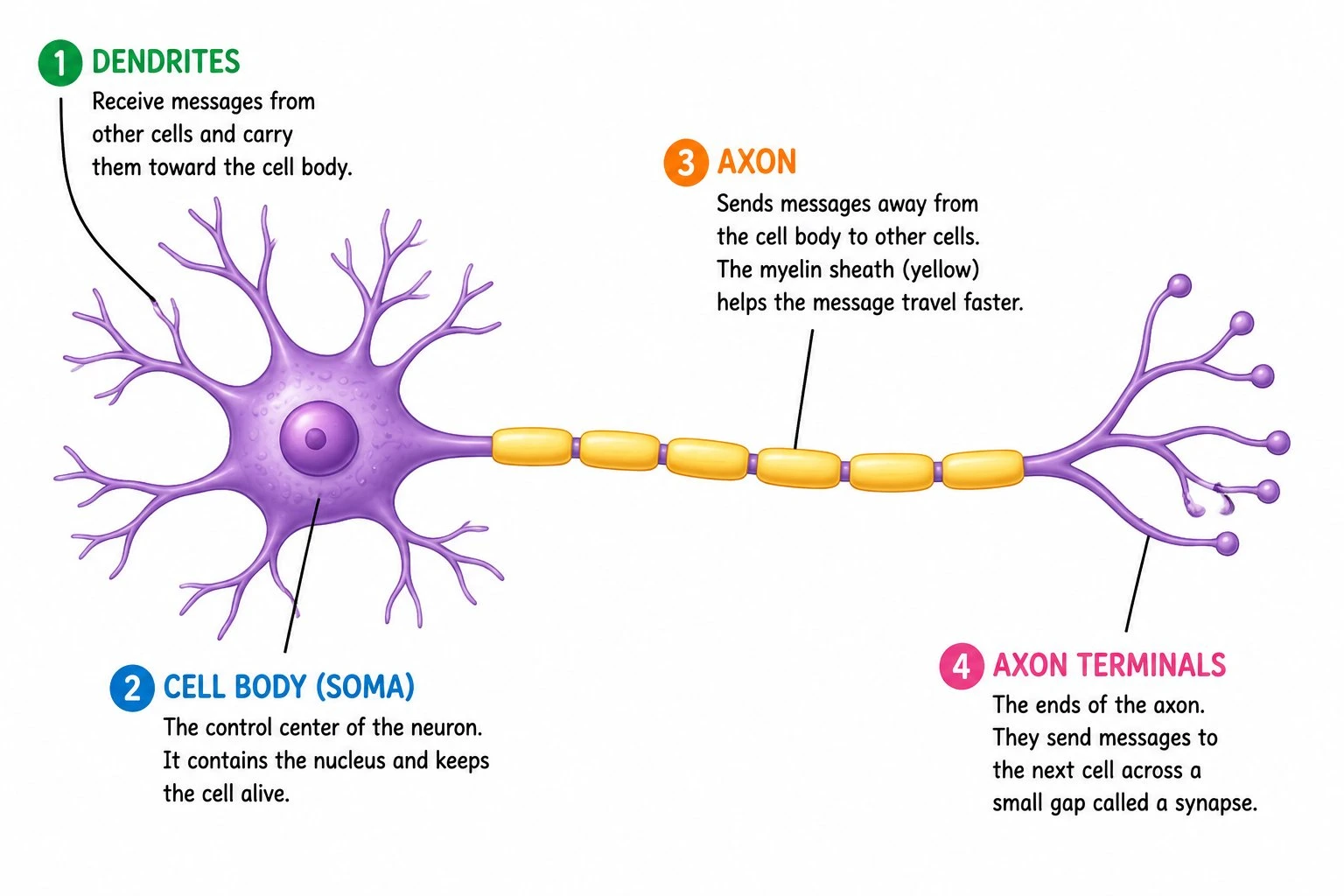 A simplified neuron diagram with dendrites, cell body, axon, and axon terminals labeled in clear colors for younger students