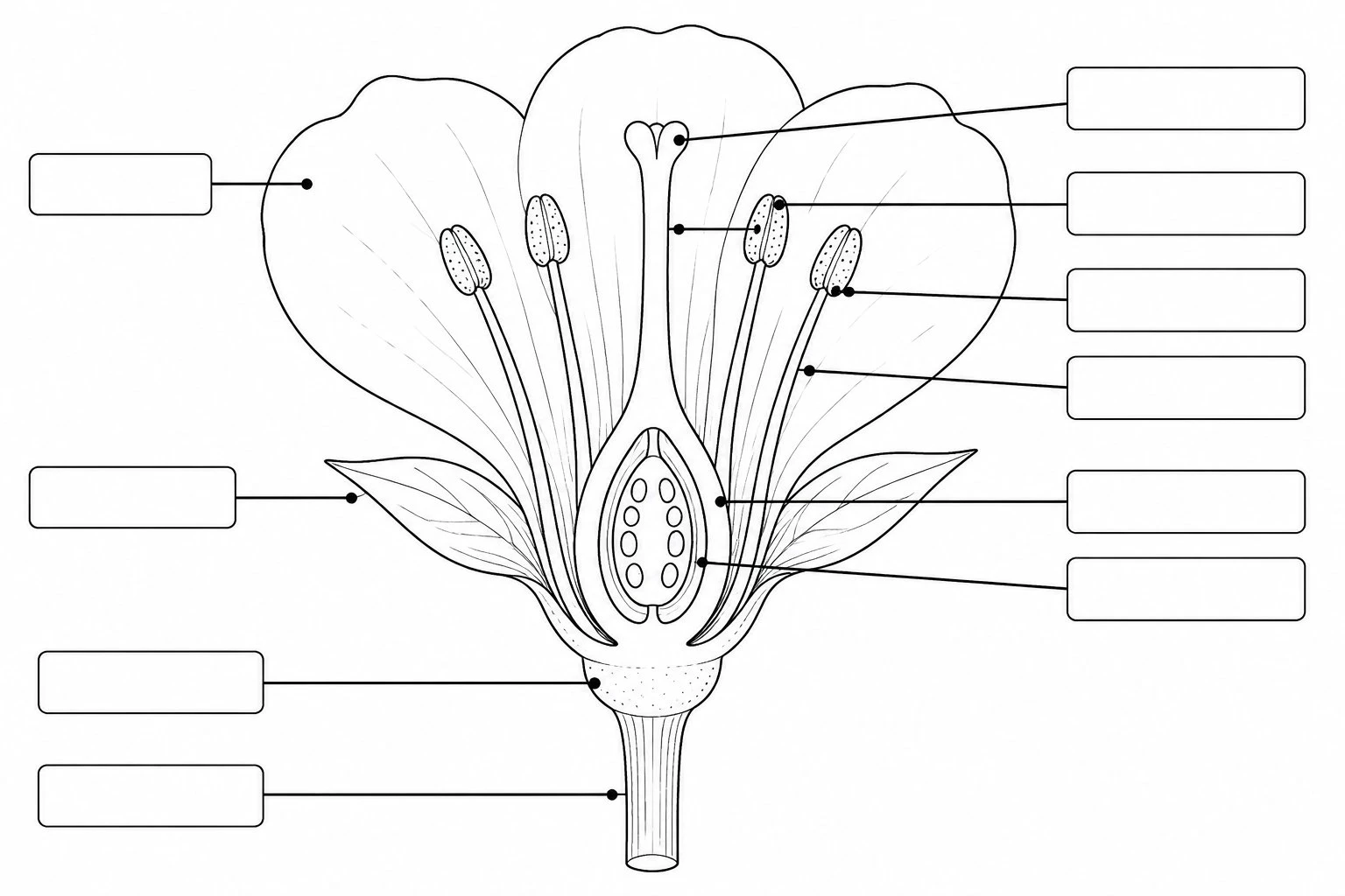 Blank unlabeled parts of a flower diagram worksheet with leader lines pointing to all the main structures, ready for students to fill in the labels