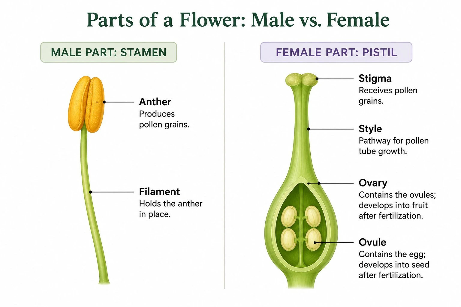 Diagram comparing the male stamen (anther and filament) and female pistil (stigma, style, ovary, and ovule) of a flower
