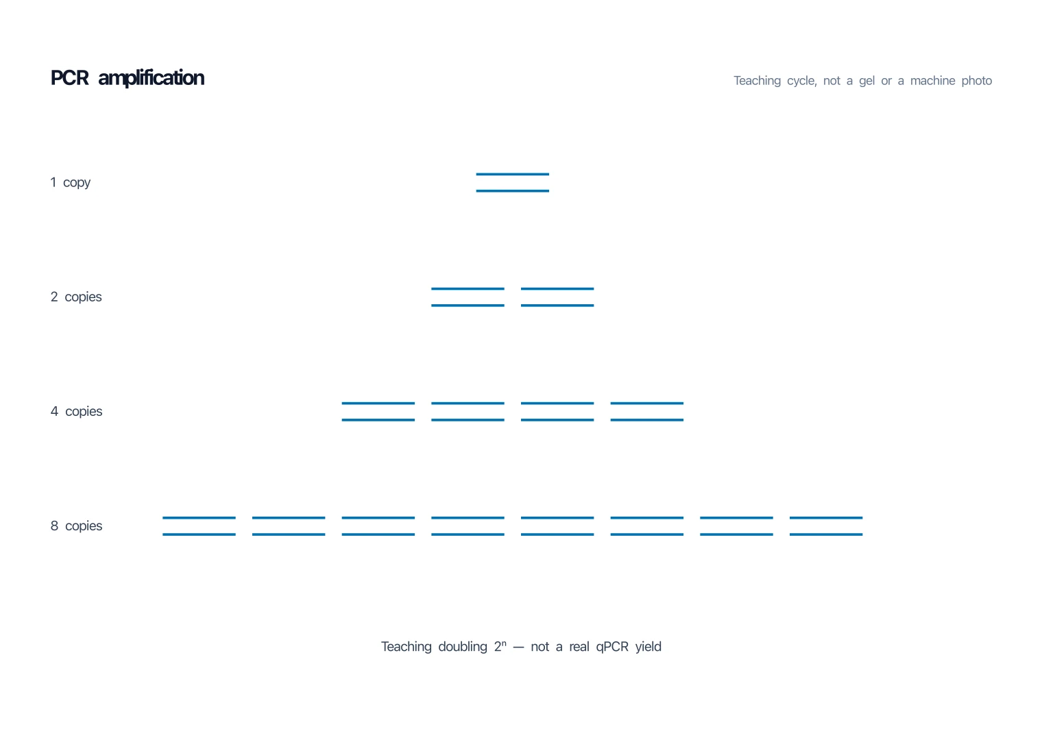 PCR amplification diagram showing 1, 2, 4, then 8 DNA duplexes
