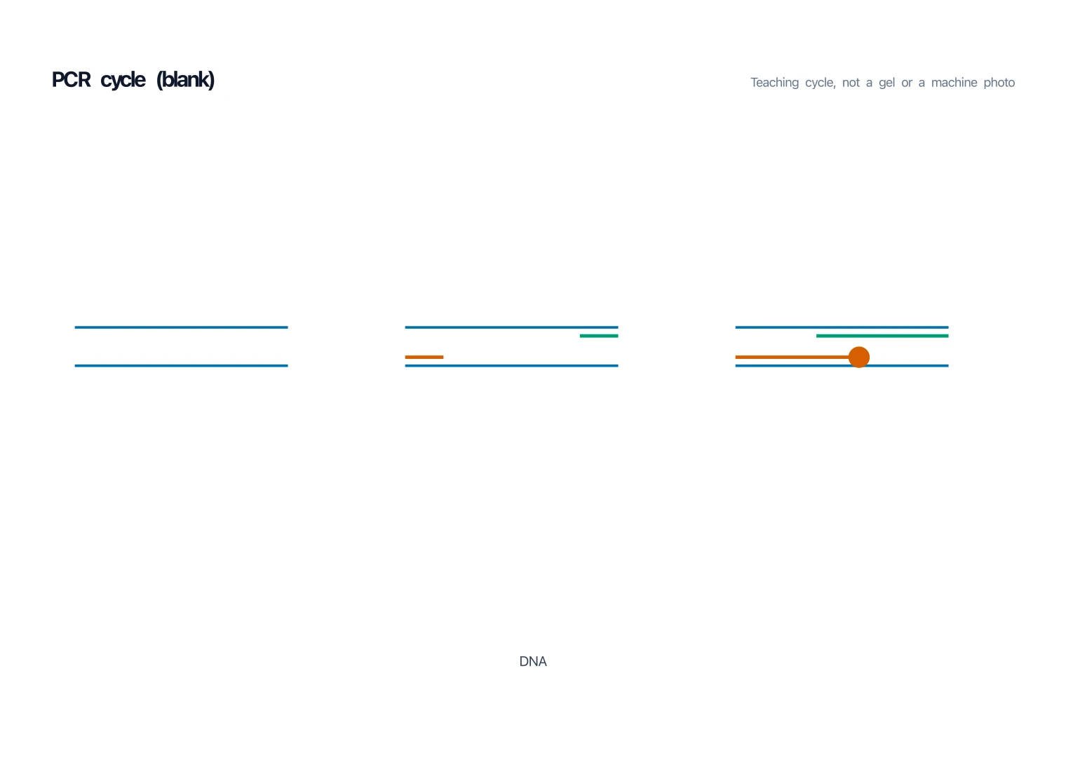 Blank PCR cycle worksheet with three DNA panels and no step names