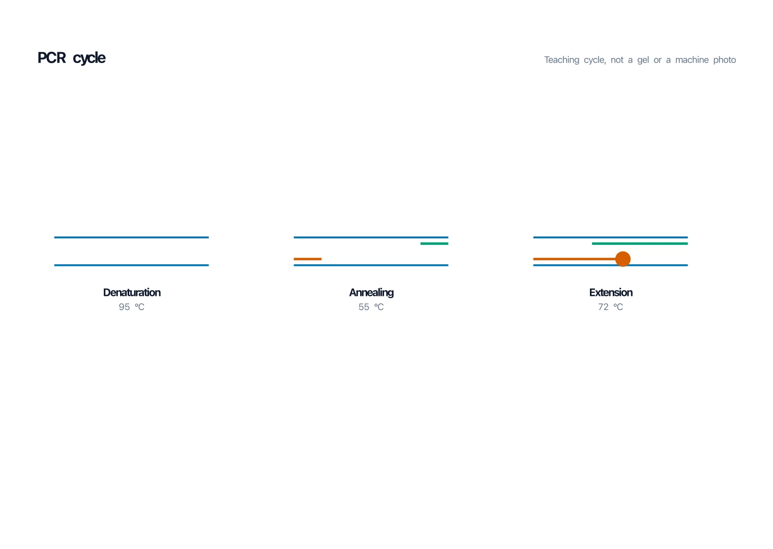 PCR Diagram Generator