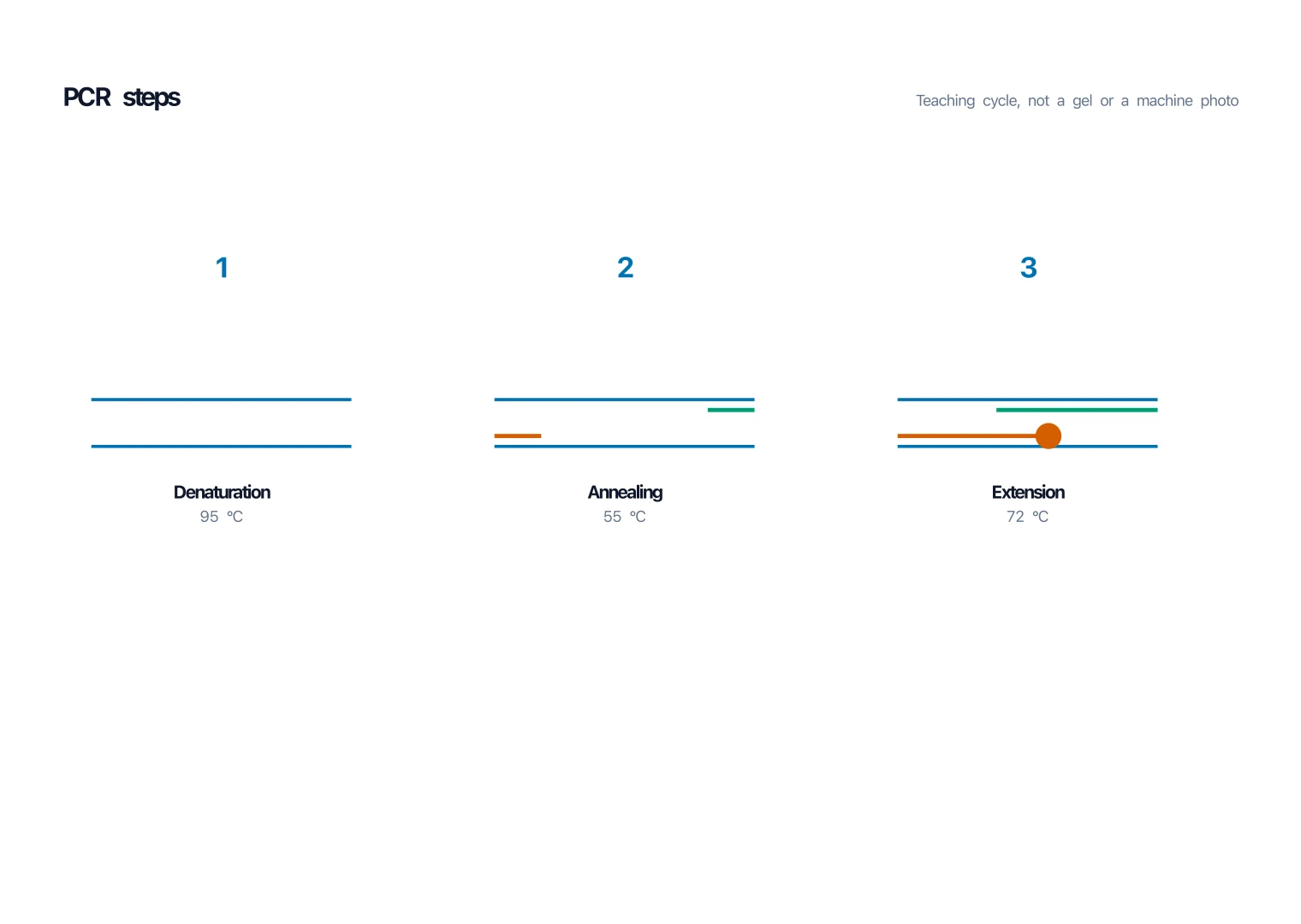 PCR diagram numbered 1 denaturation, 2 annealing, 3 extension