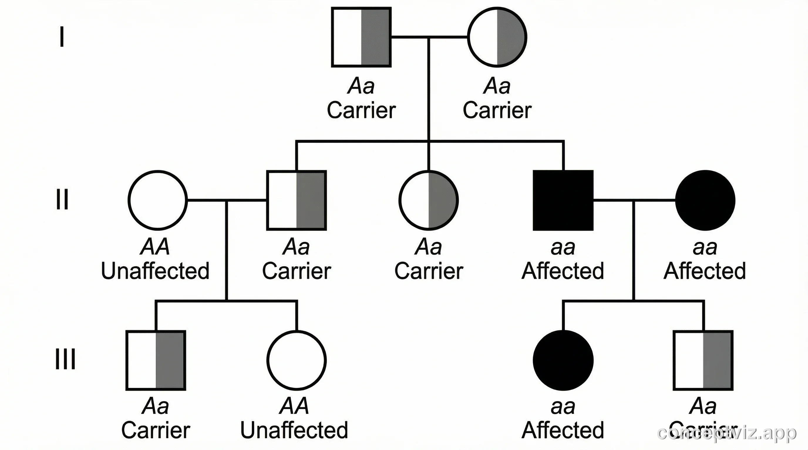 Pedigree chart showing autosomal recessive inheritance pattern across three generations with carriers and affected individuals.