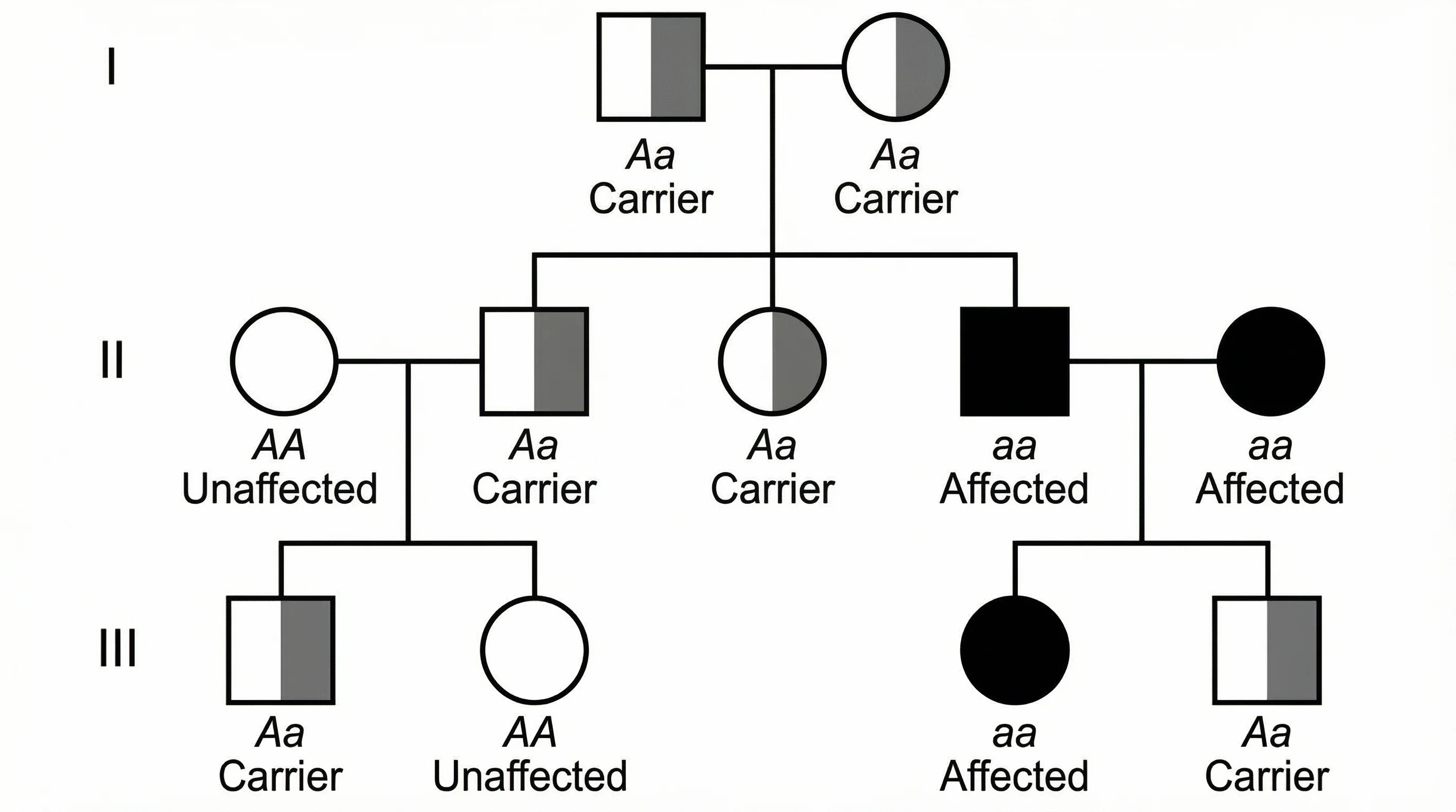 Pedigree showing autosomal recessive inheritance with carrier parents.