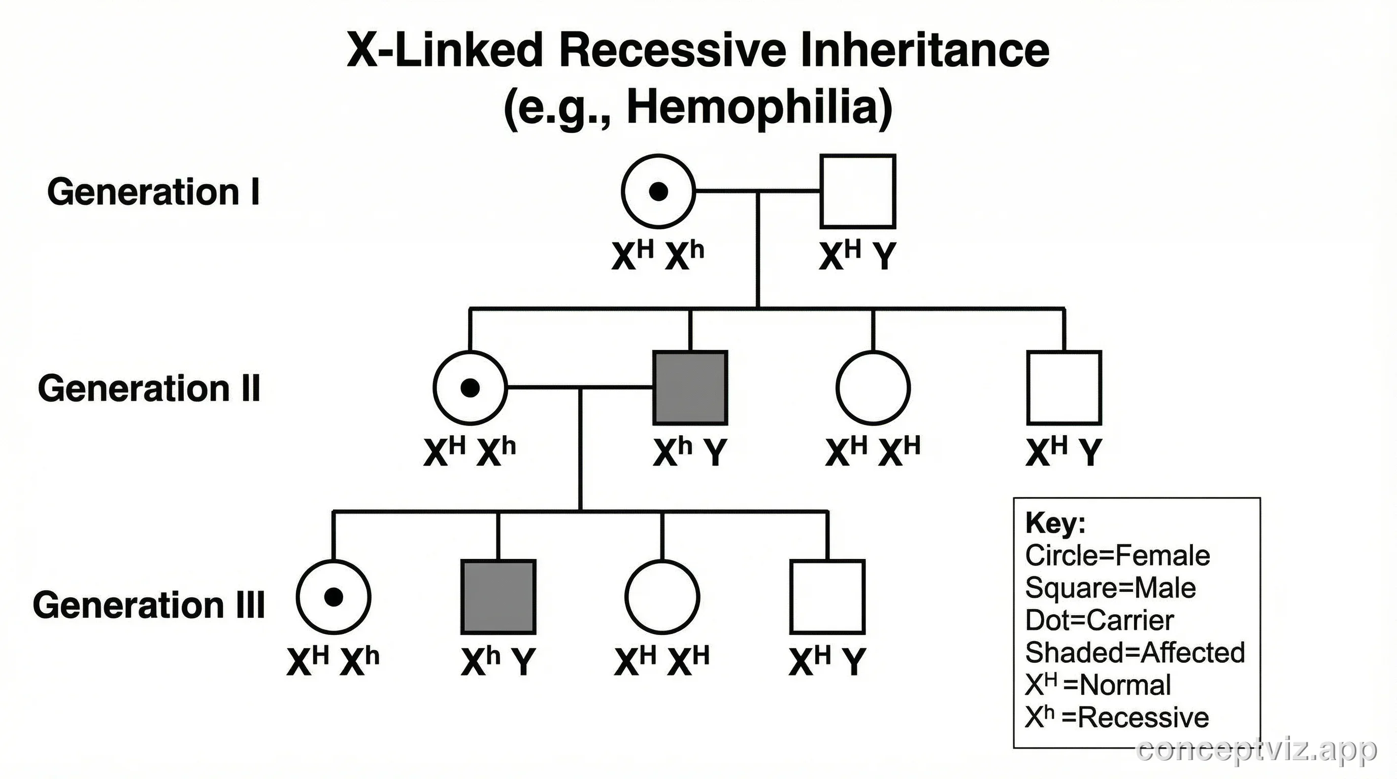 Pedigree chart demonstrating X-linked recessive inheritance with carrier females and affected males across generations.