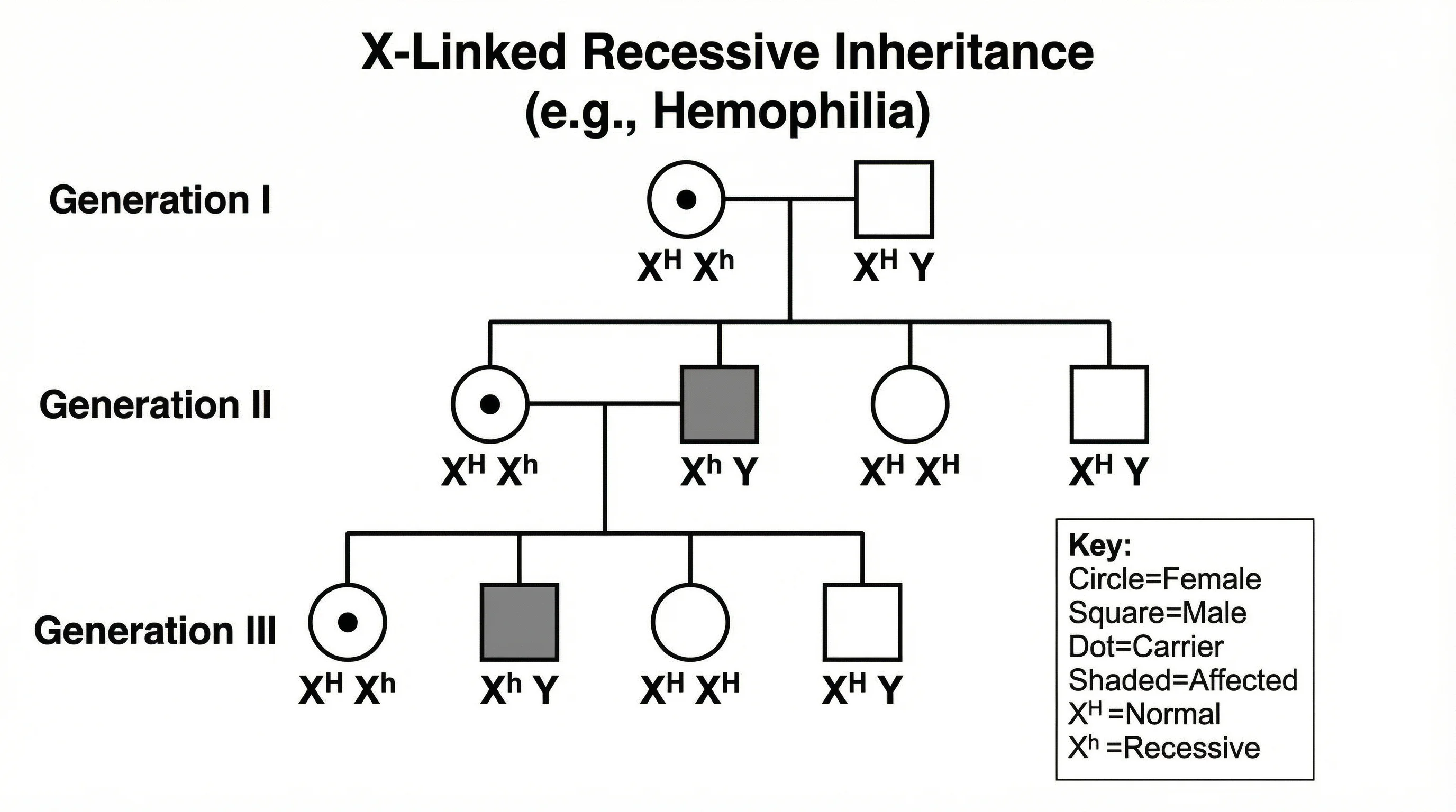 Punnett square showing X-linked recessive inheritance pattern.