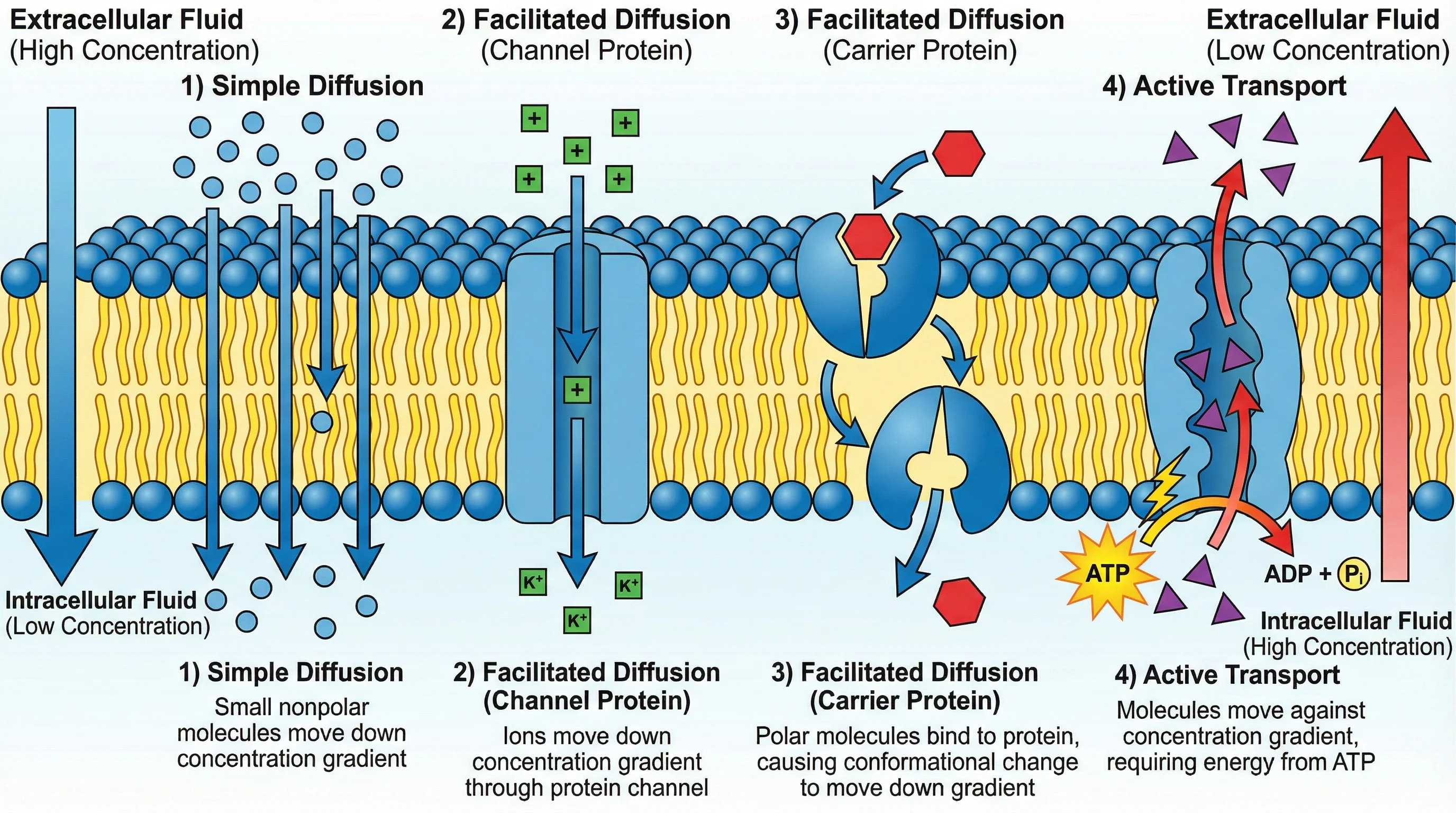 Diagram showing different types of transport across phospholipid membrane