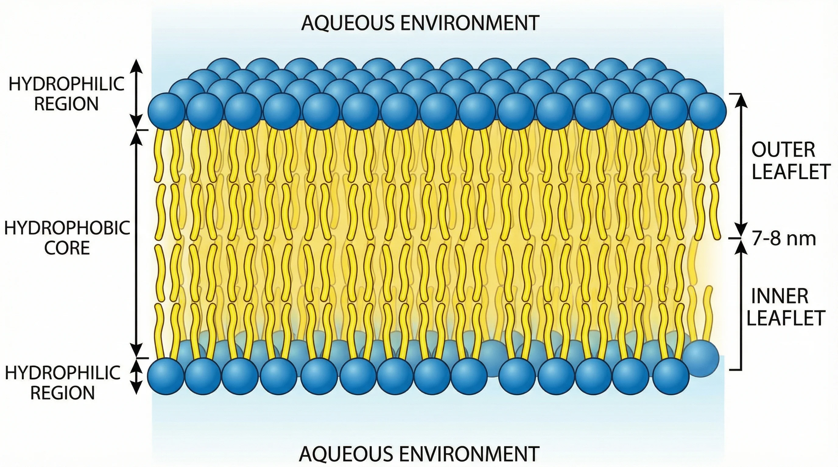 Cross-section of phospholipid bilayer showing arrangement of molecules