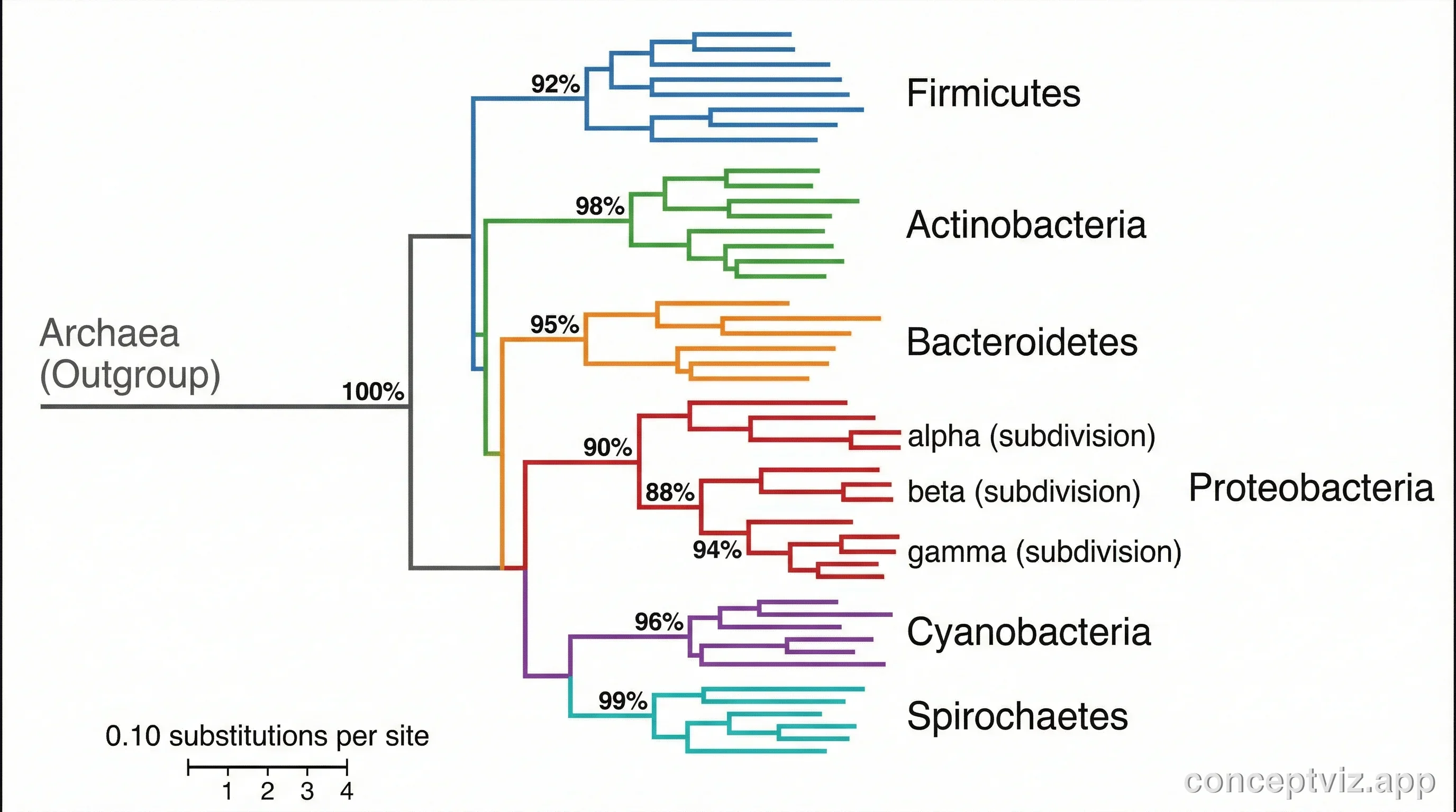 Phylogenetic tree constructed from 16S rRNA gene sequences showing major bacterial phyla and their relationships.