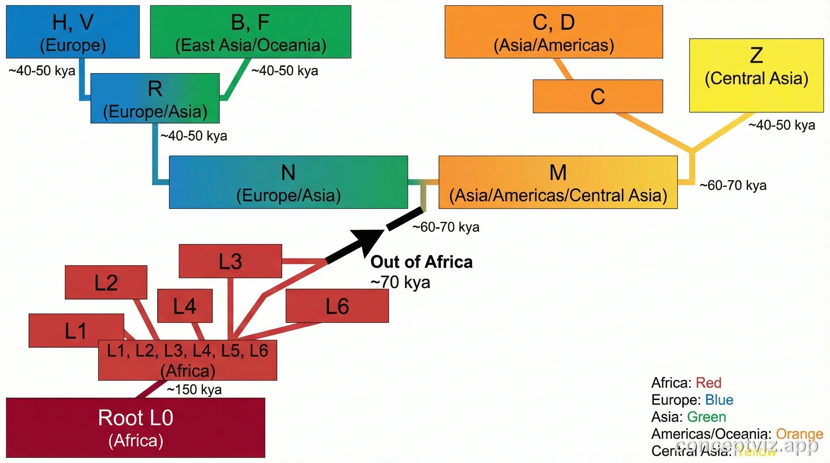 Phylogenetic tree of human mitochondrial DNA haplogroups tracing migration patterns out of Africa.