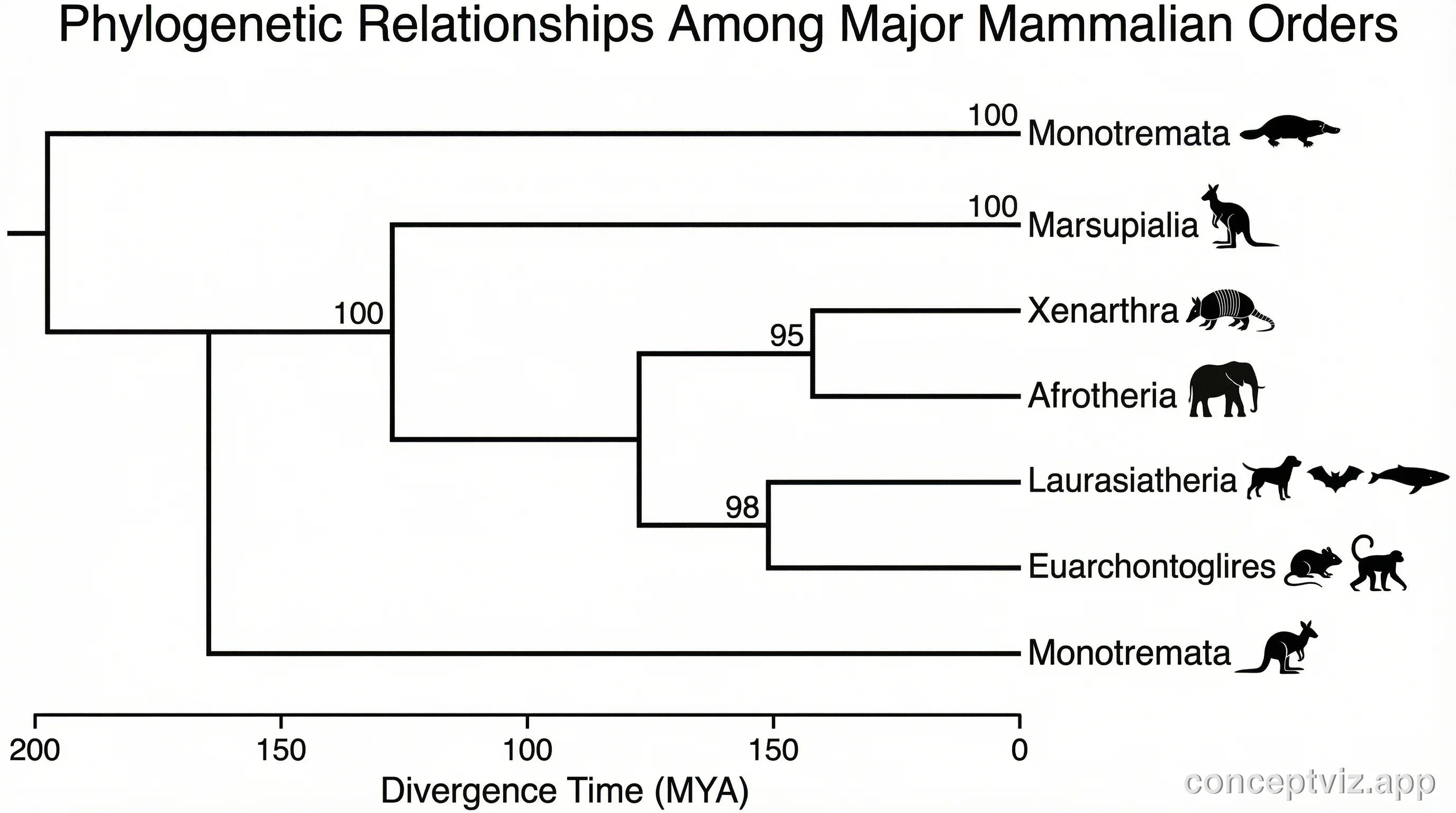Phylogenetic tree showing evolutionary relationships among major mammalian orders with divergence times and branch lengths.