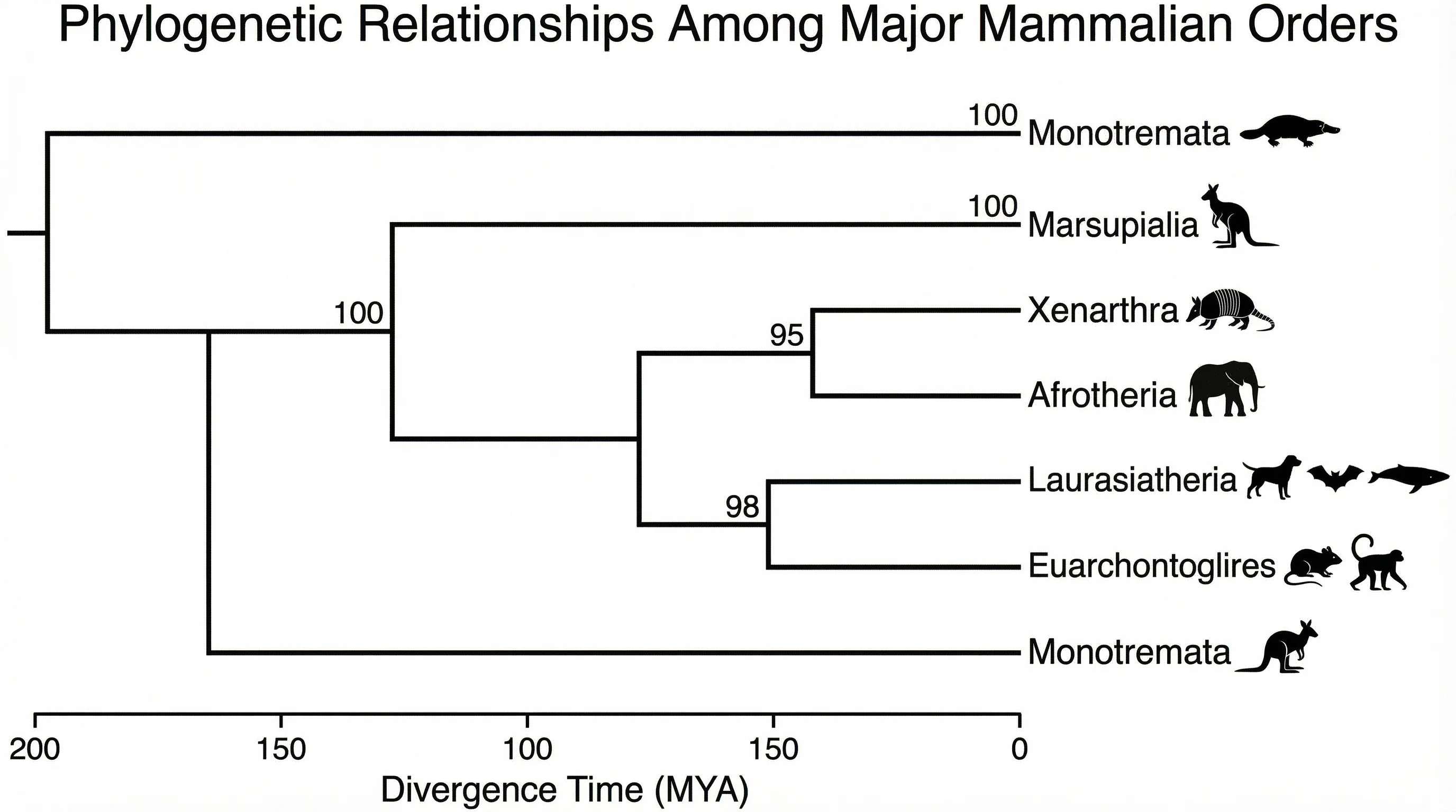 Phylogenetic tree showing evolutionary relationships among major mammalian orders with divergence times and branch lengths.