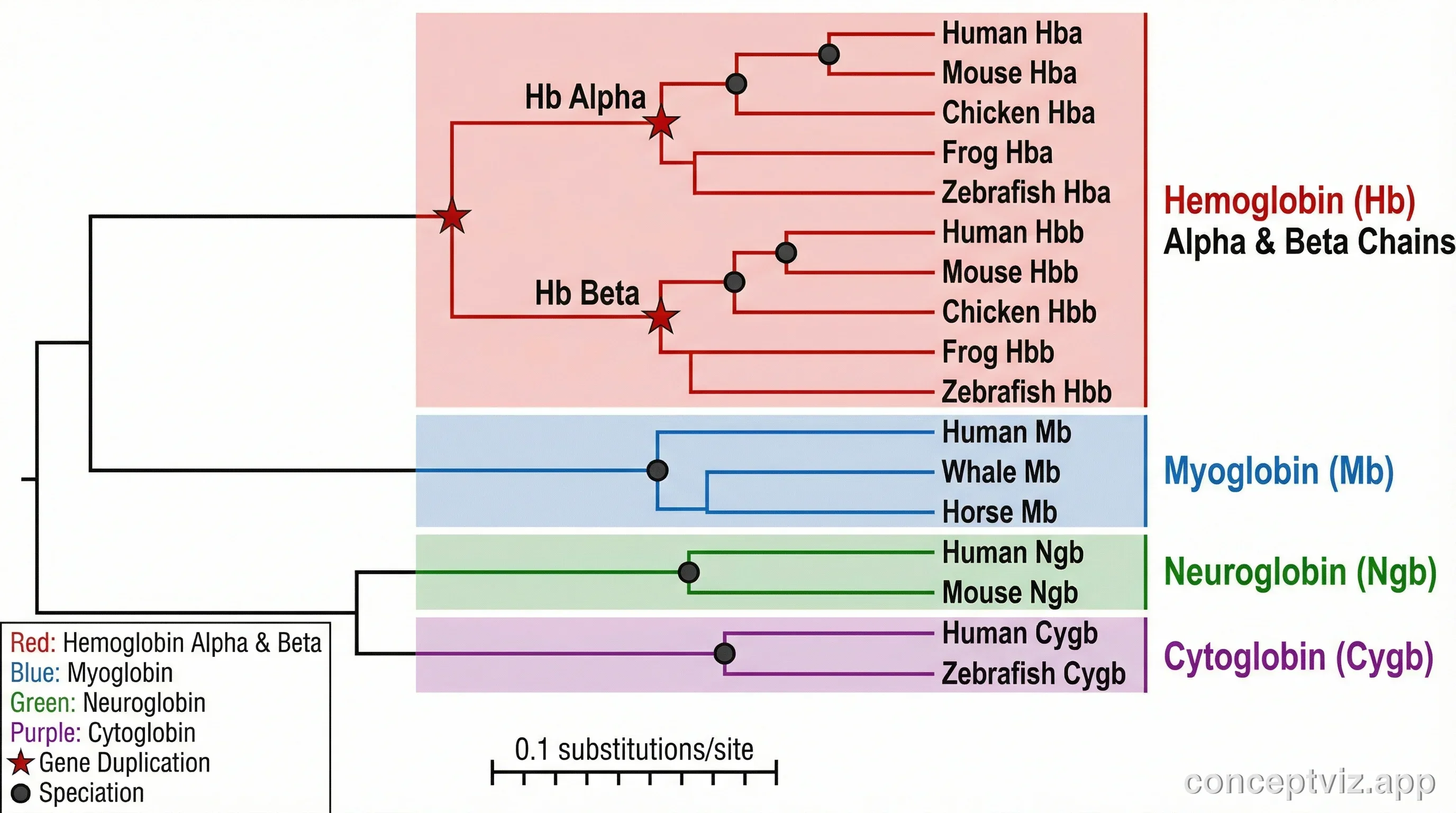 Phylogenetic tree of a protein superfamily showing domain architecture and functional divergence across species.