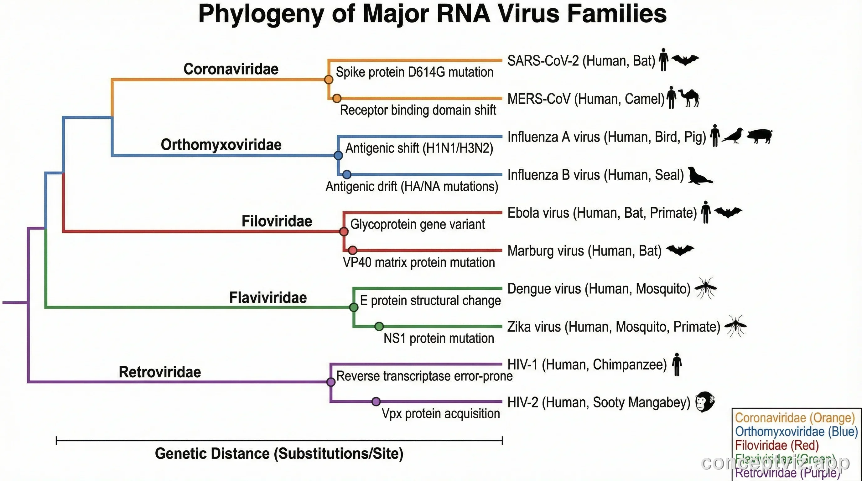 Phylogenetic tree of RNA virus families showing evolutionary divergence and host range.