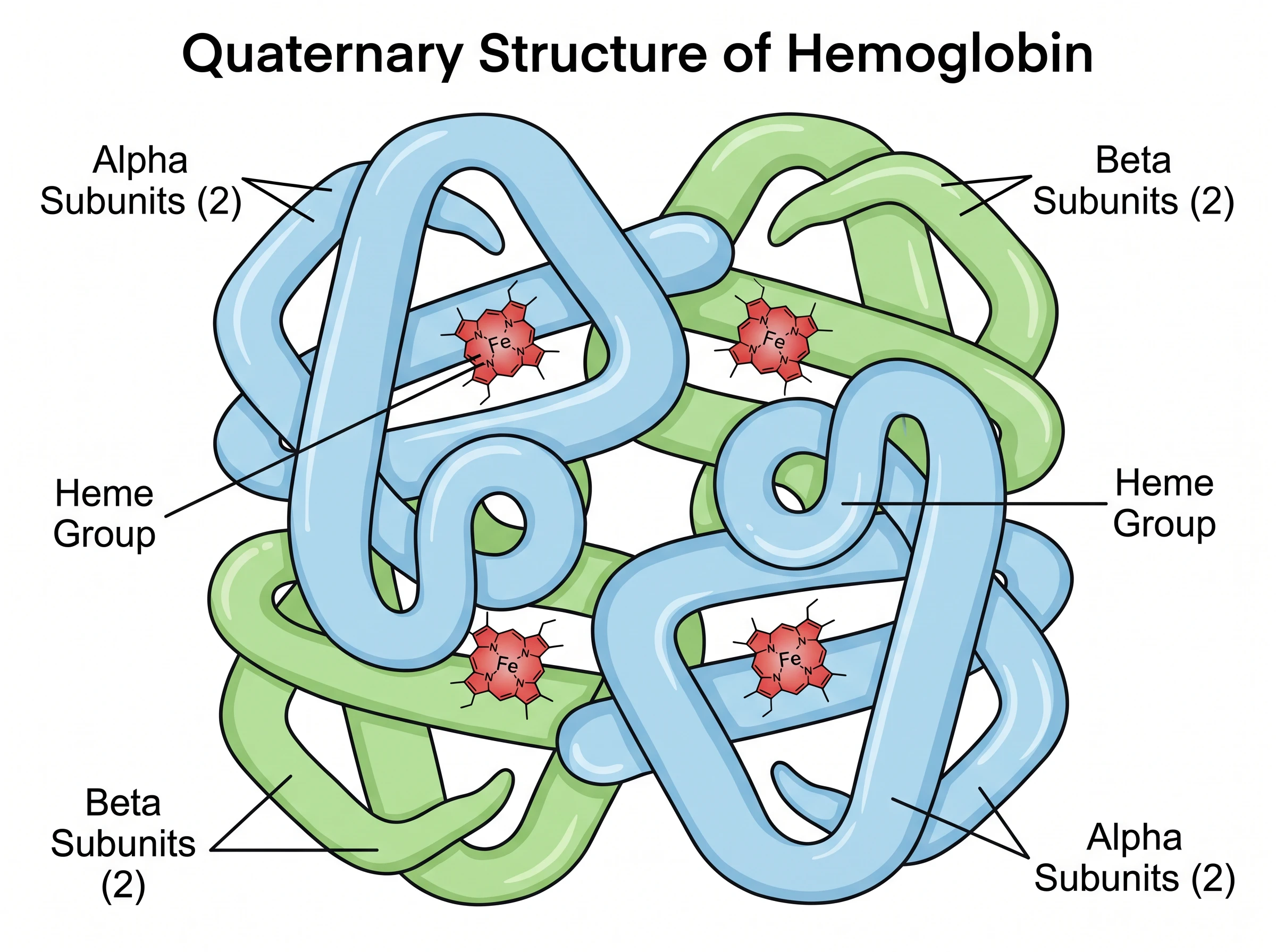 Quaternary structure of hemoglobin with four globular subunits and heme groups, labeled