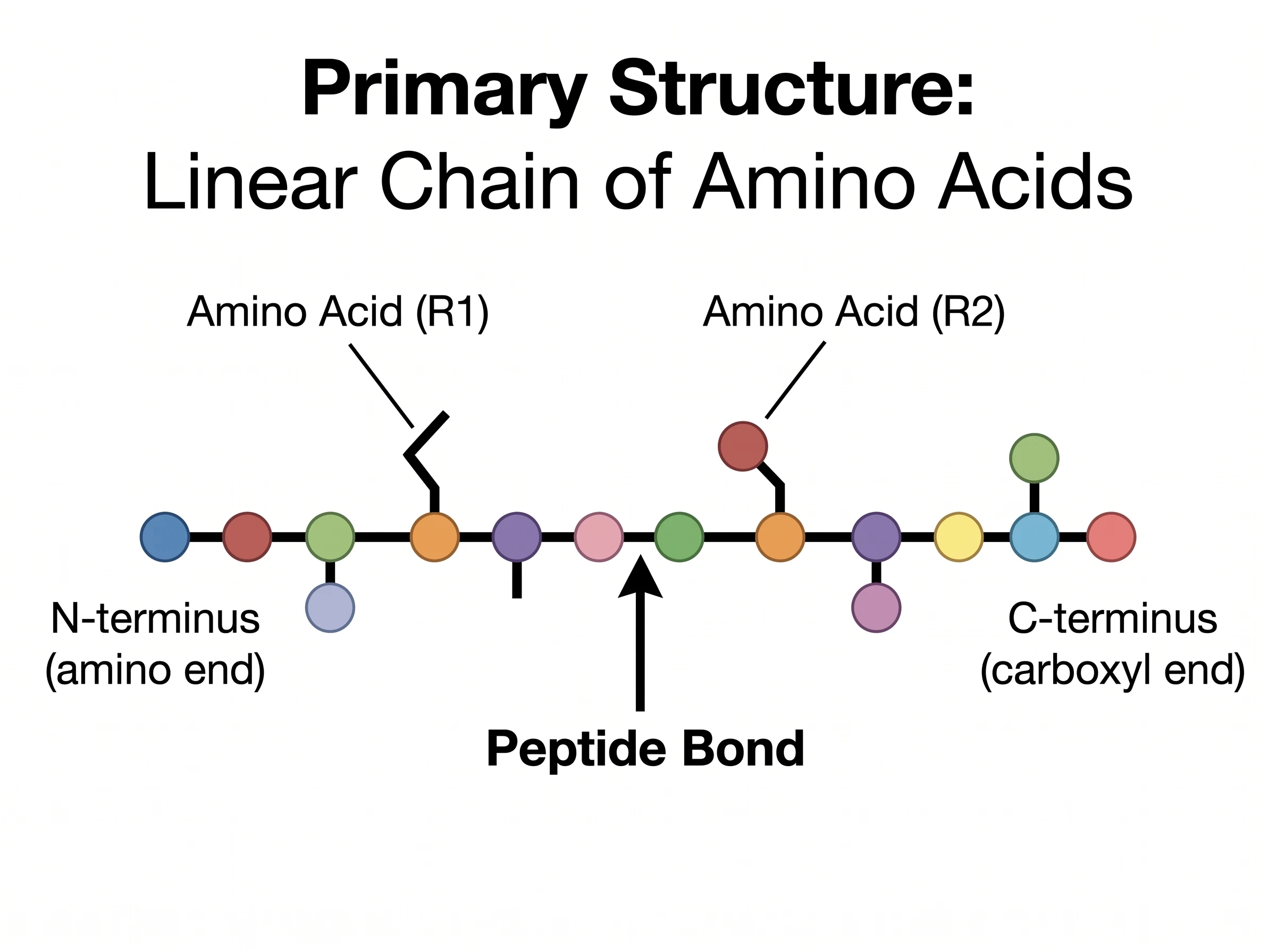 Primary protein structure showing a linear chain of amino acids joined by peptide bonds