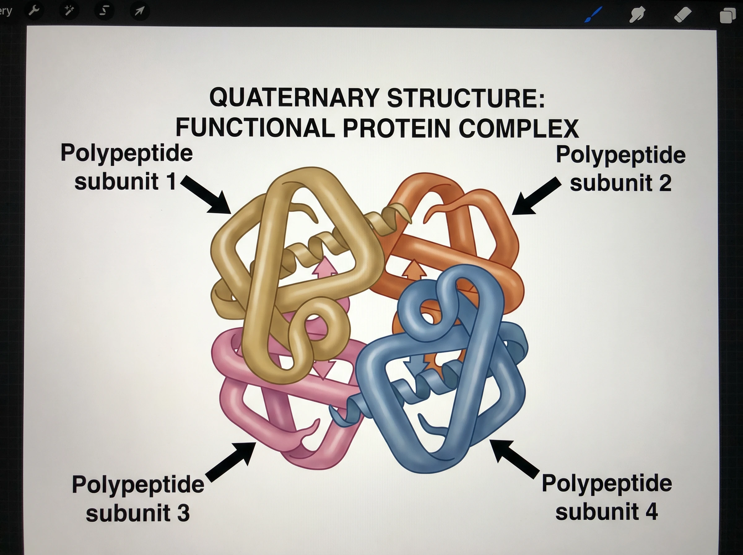 Quaternary protein structure showing multiple folded subunits assembled into one complex
